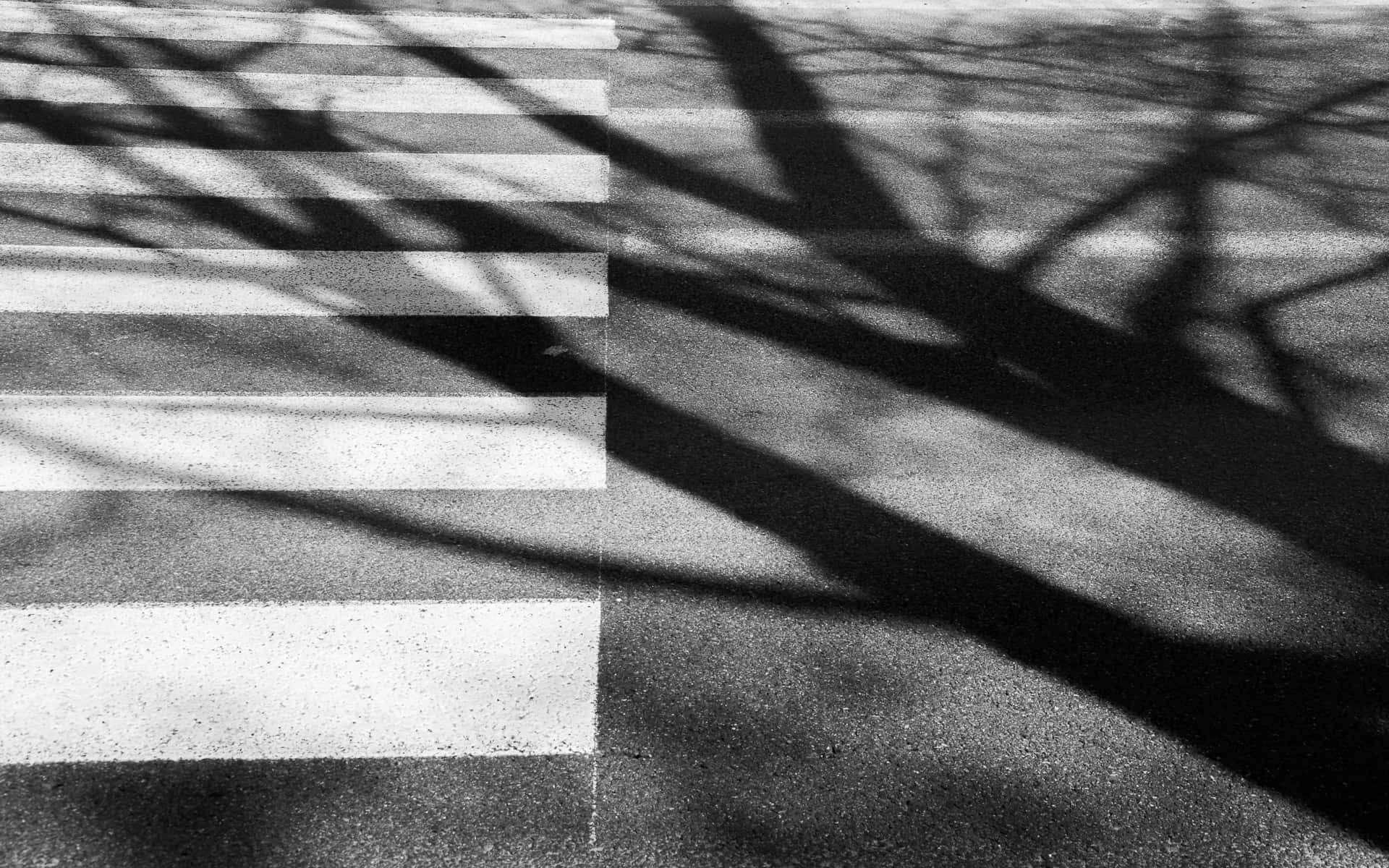 2017. Geometry, part II. Pedestrian crossing and the shadow of the tree. Warsaw street photography.