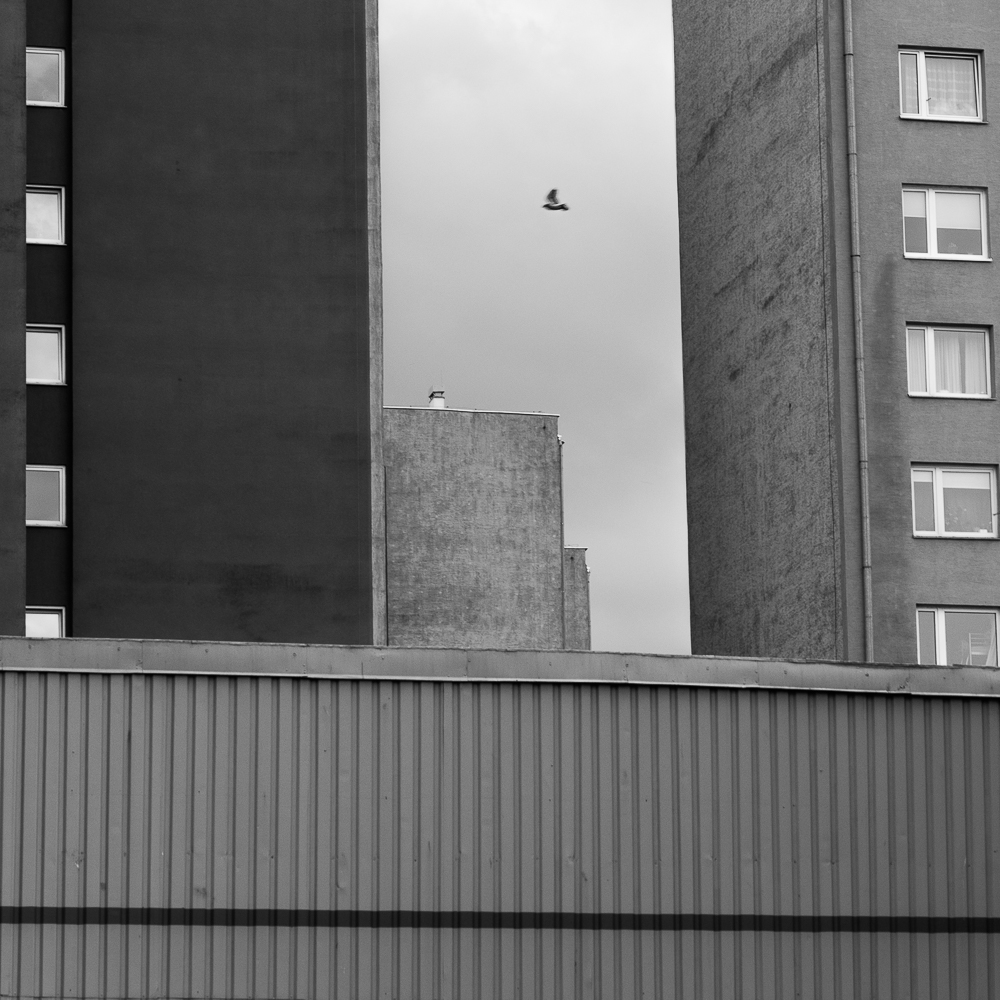 Adam Mazek Photography Warsaw square 2017. Birds among block of flats.