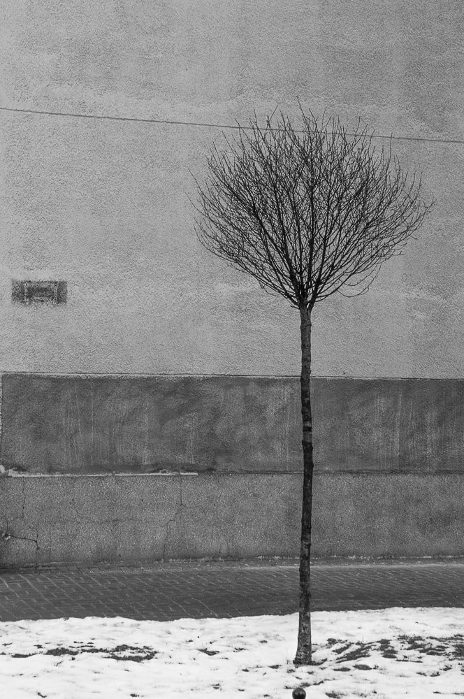 Adam Mazek Photography Warsaw minimalism 2016. Isolation. Untitled. Tree and the wall.