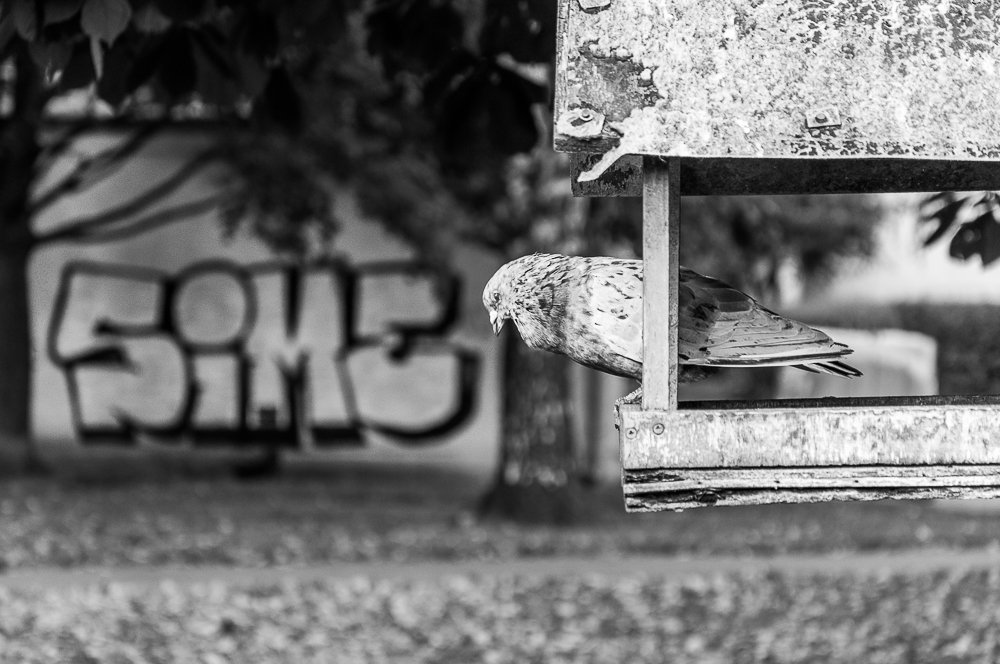 Adam Mazek Photography minimalism Warsaw 2016. Pigeon and the graffiti. Animals. Stegny. Mokotow.