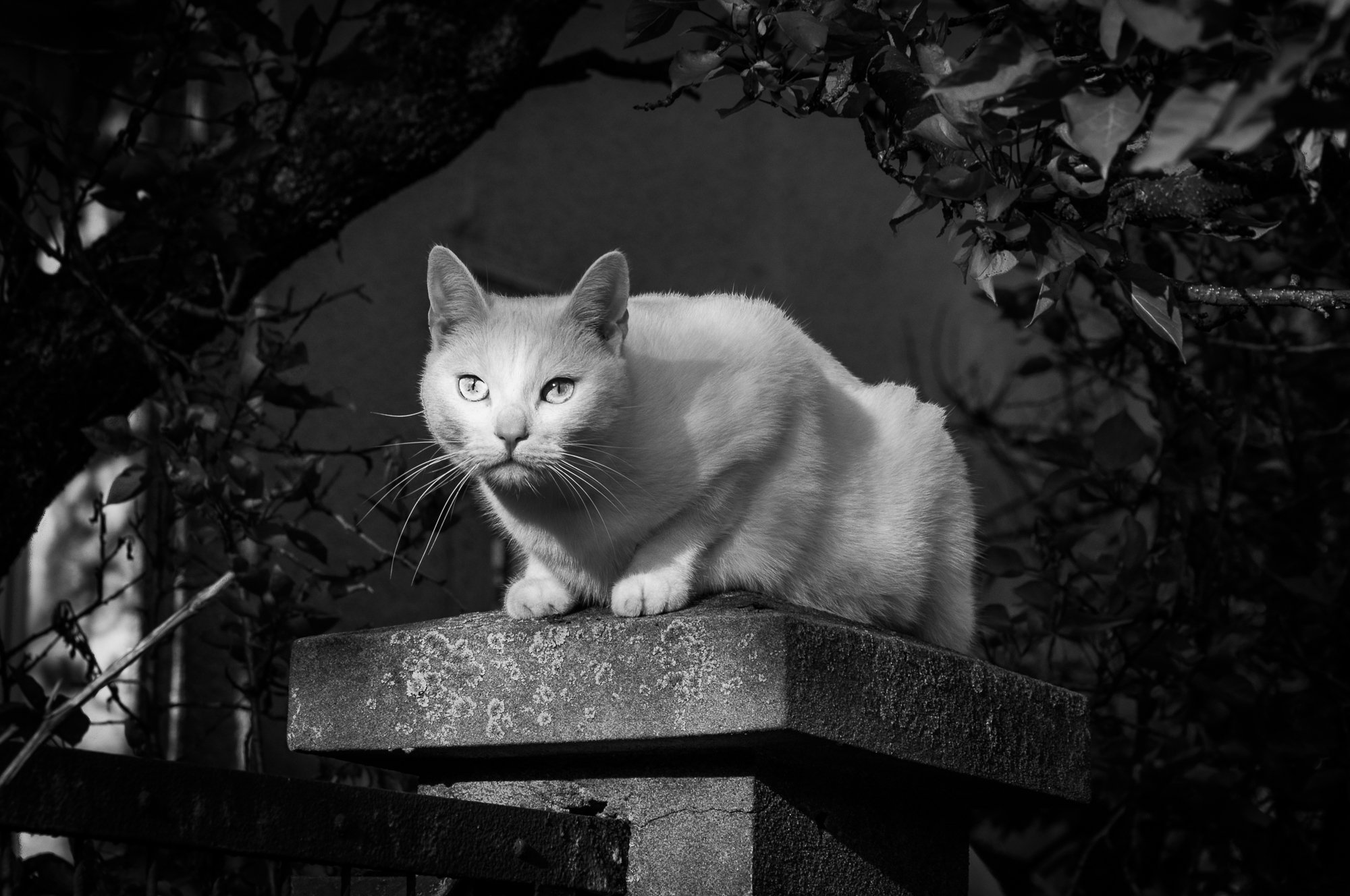 Adam Mazek Photography animals cat Warsaw 2017