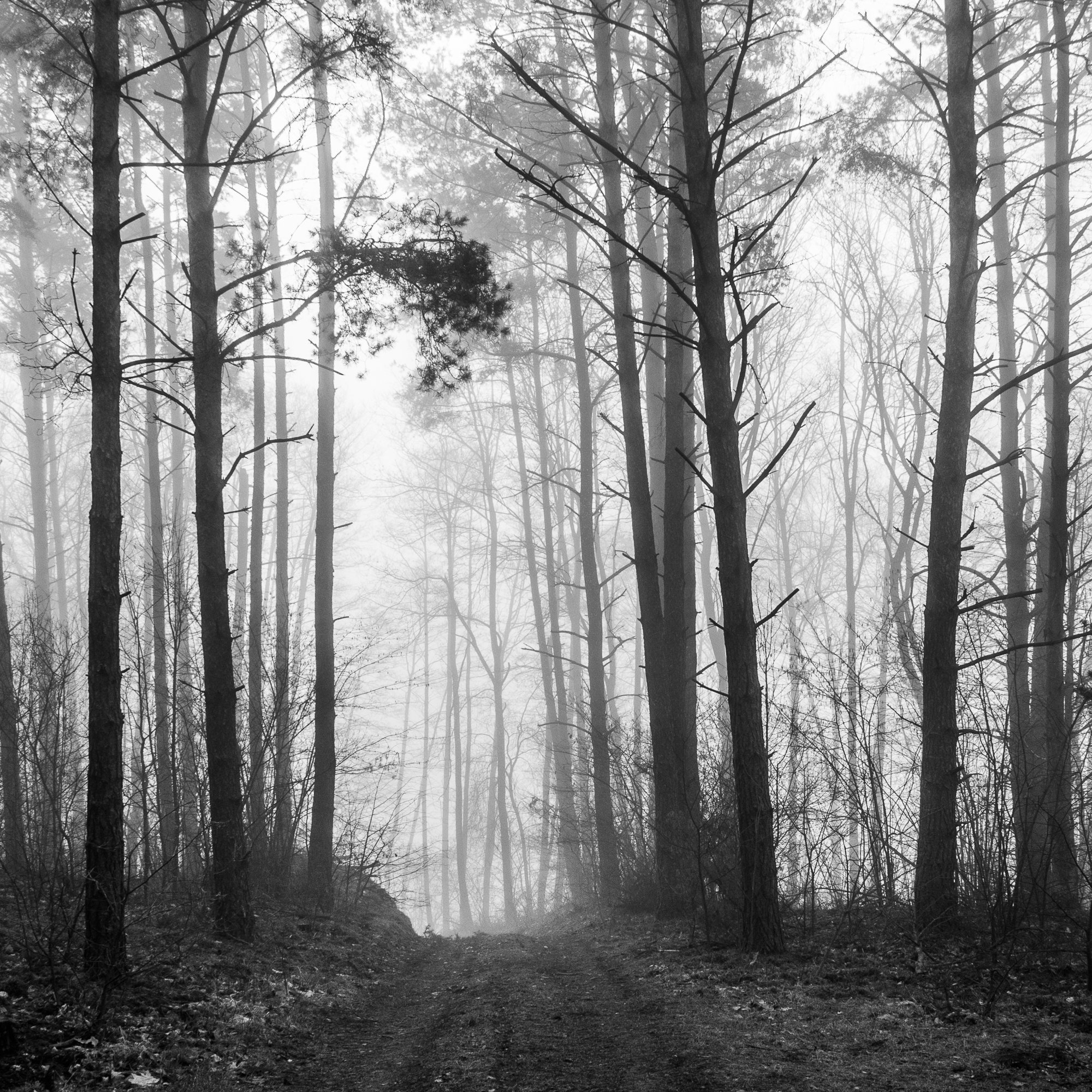 Adam Mazek Photography Brok 2016. Foggy trees.