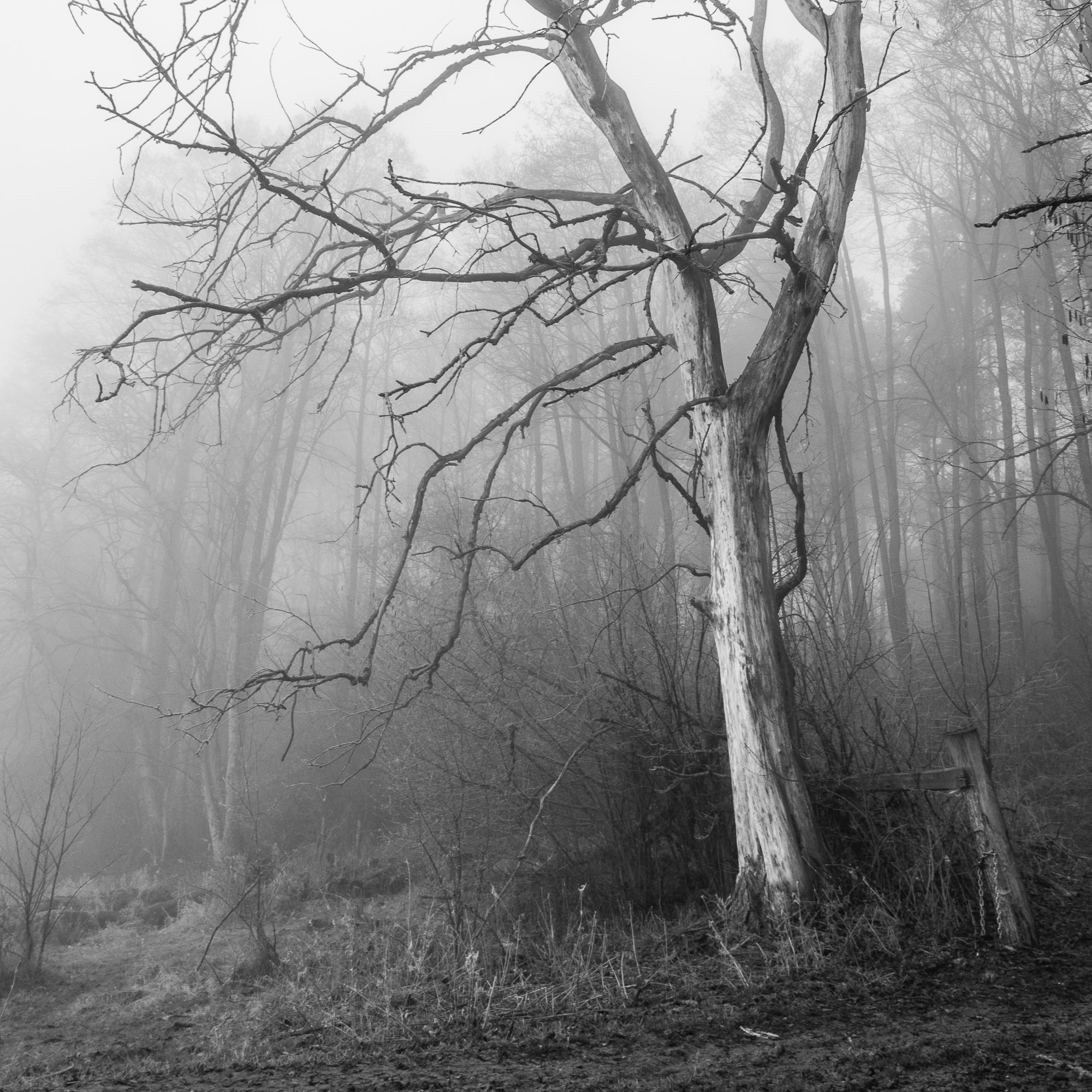 Adam Mazek Photography Brok 2016. The lonely tree.