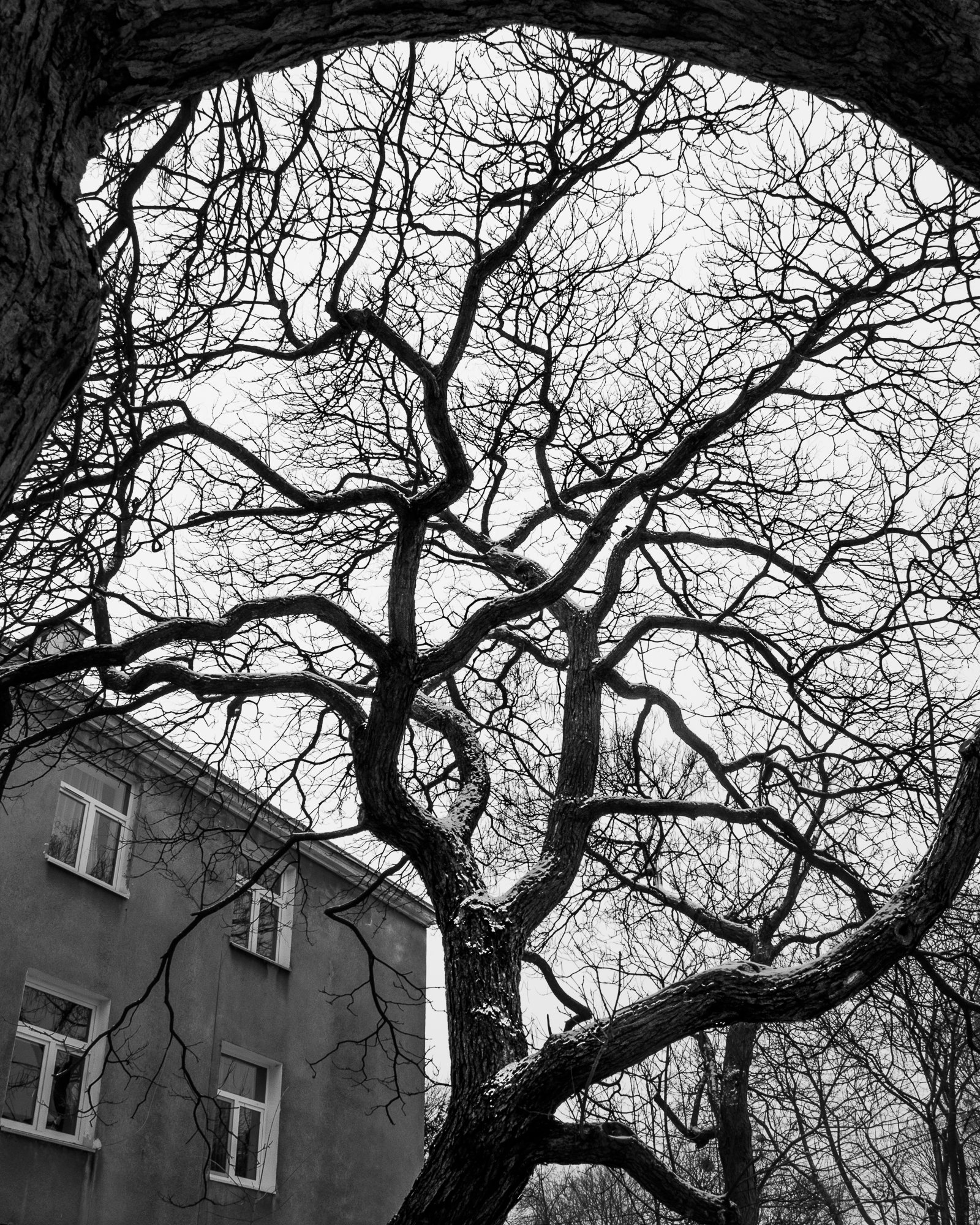 Adam Mazek Photography Warsaw 2015. The tree.