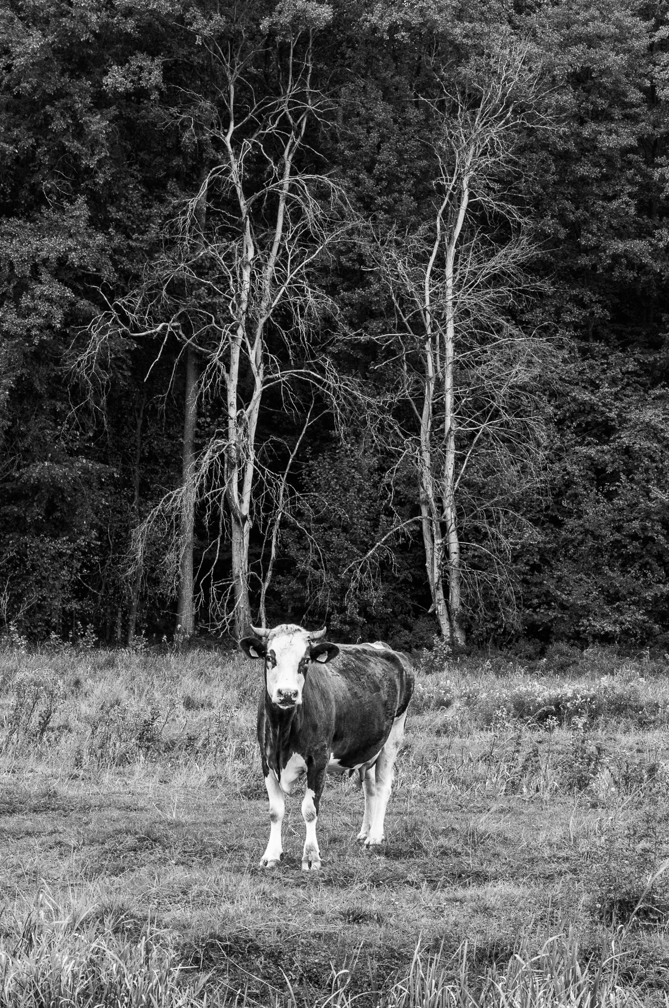 Adam Mazek Photography Brok 2016. Animal. Cow.