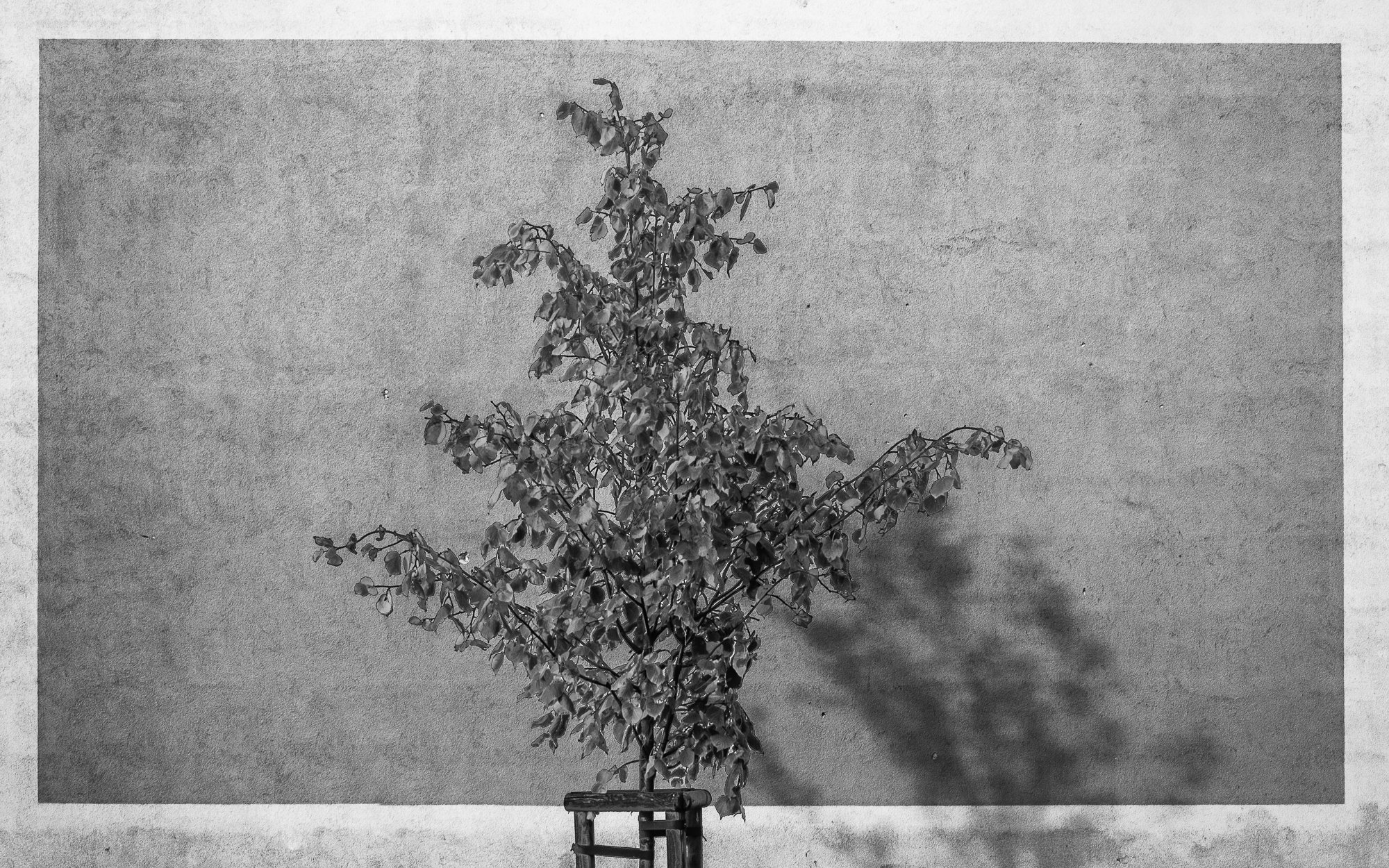 Adam Mazek Photography. Warsaw 2017. Painting of the tree.