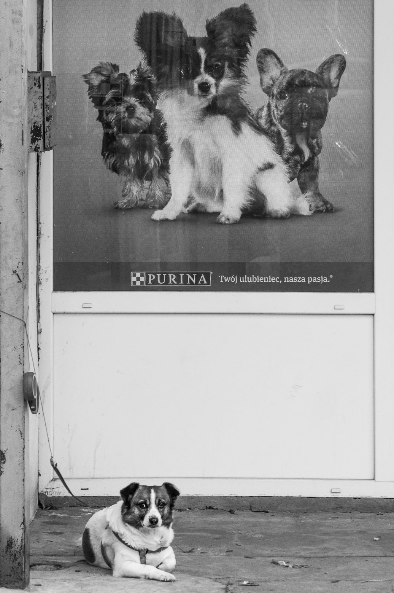 Adam Mazek Photography. Warsaw 2016. Reality. Animals.