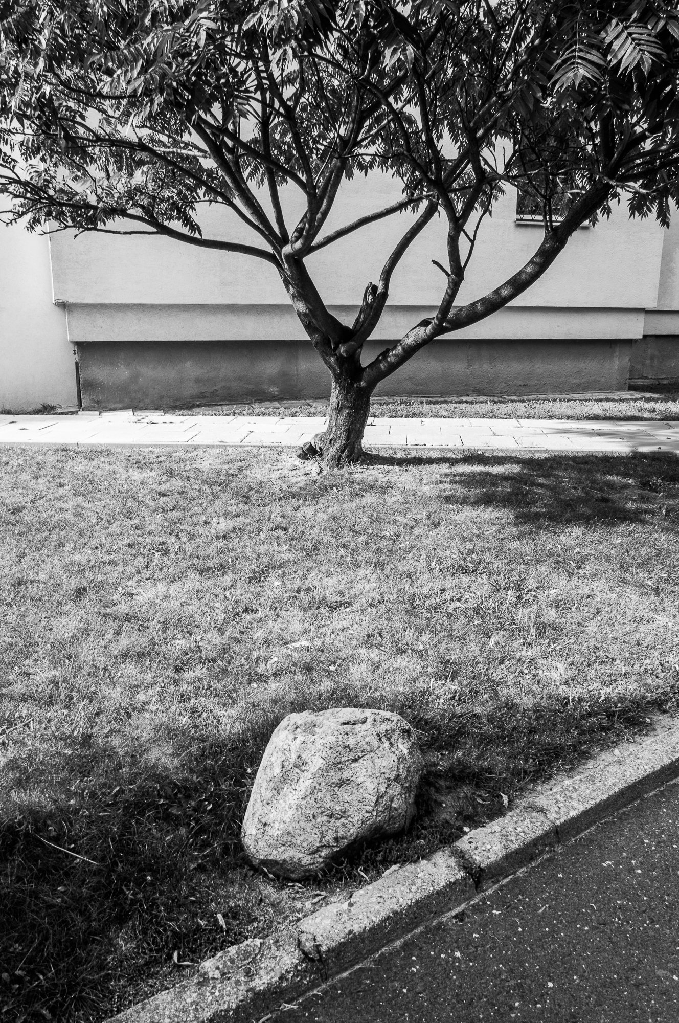 Adam Mazek Photography. Warsaw 2017. Minimalism. Stone and the tree.