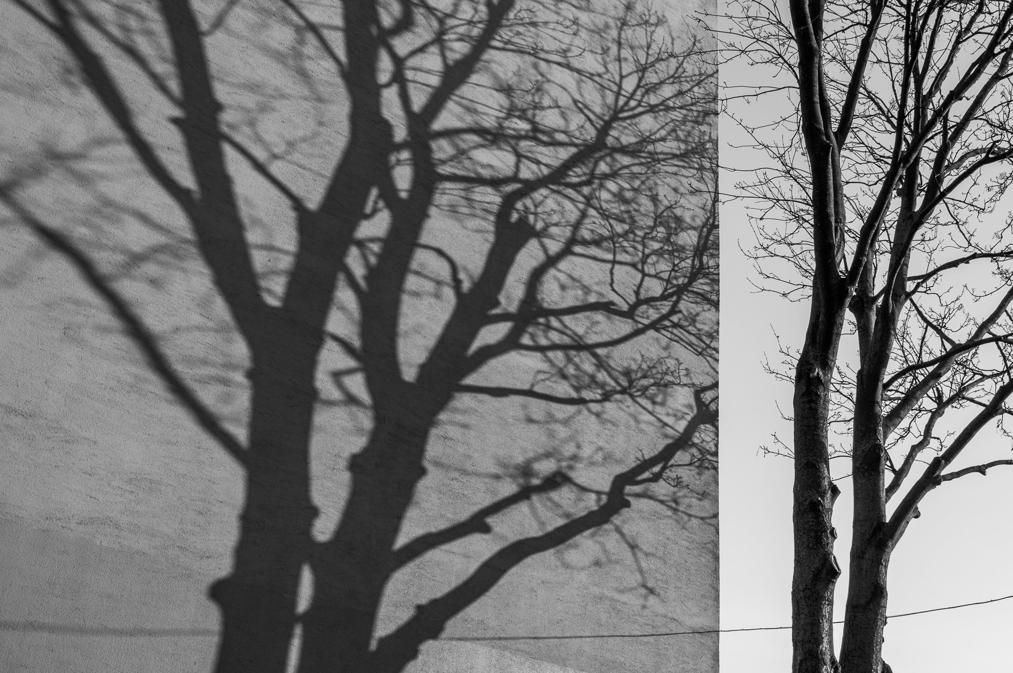 Adam Mazek Photography. Warsaw 2017. Tree and the shadow.