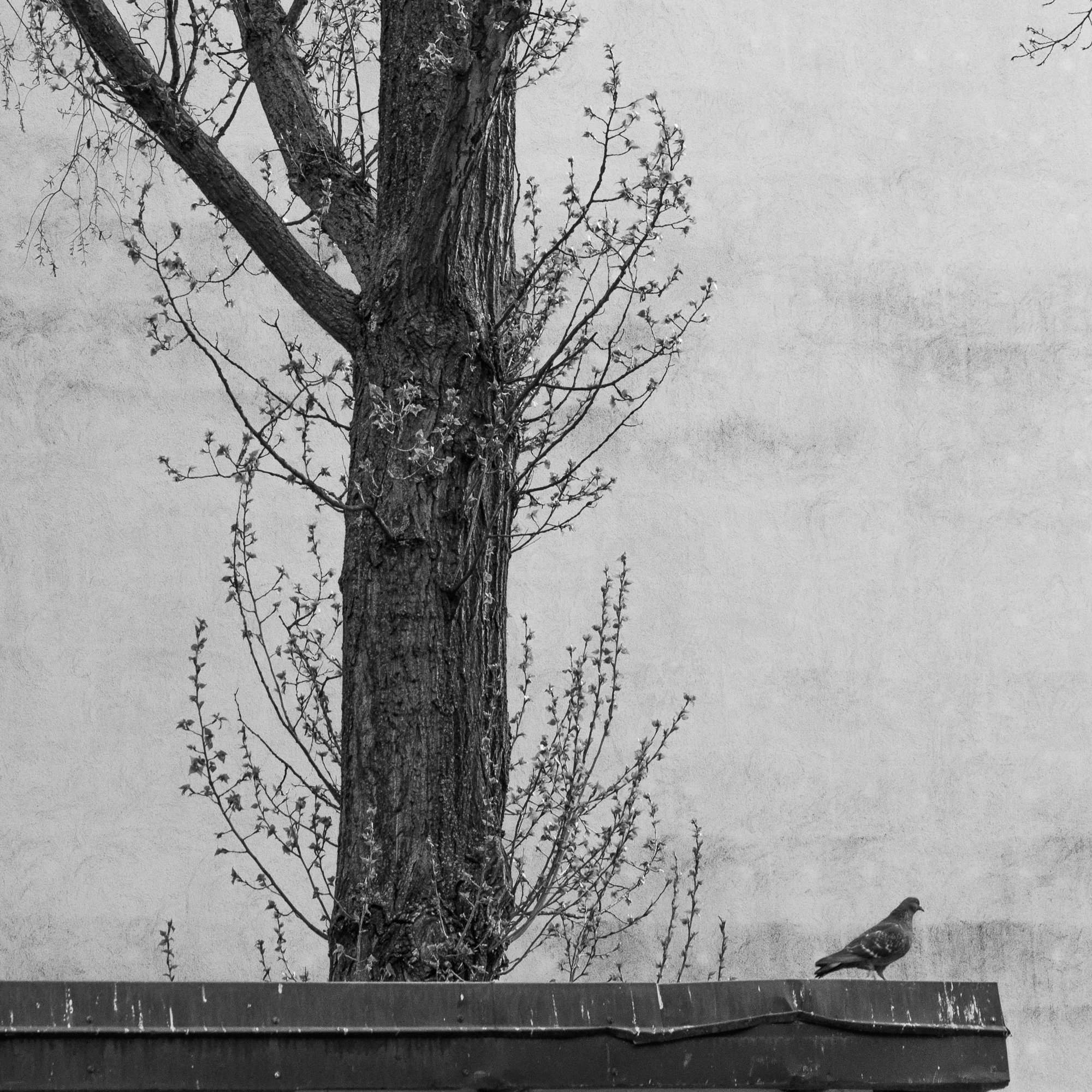 Adam Mazek Photography street photography Warsaw 2017. Square. Animals. Birds.