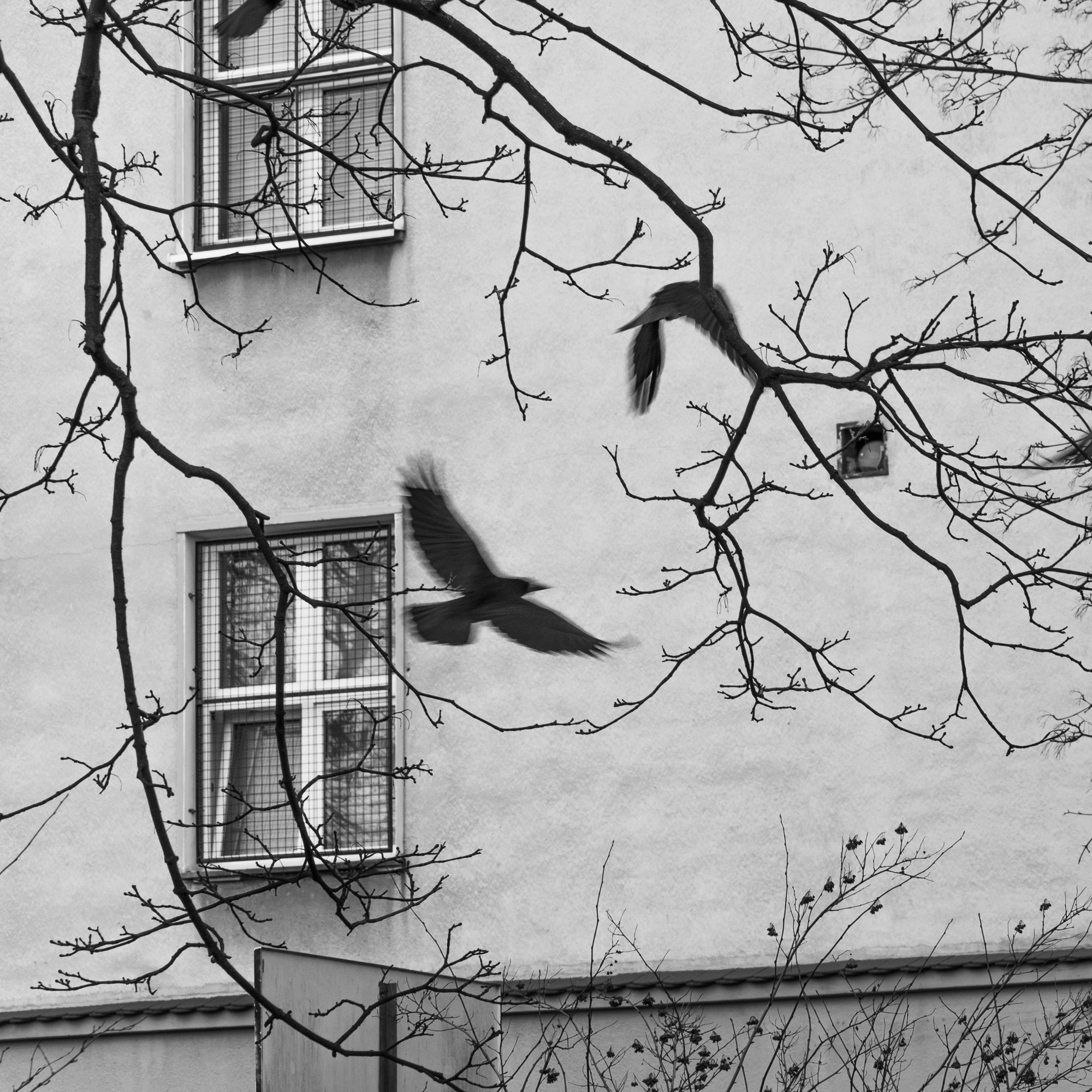 Adam Mazek Photography street photography Warsaw 2018. Square. Animals. Birds.