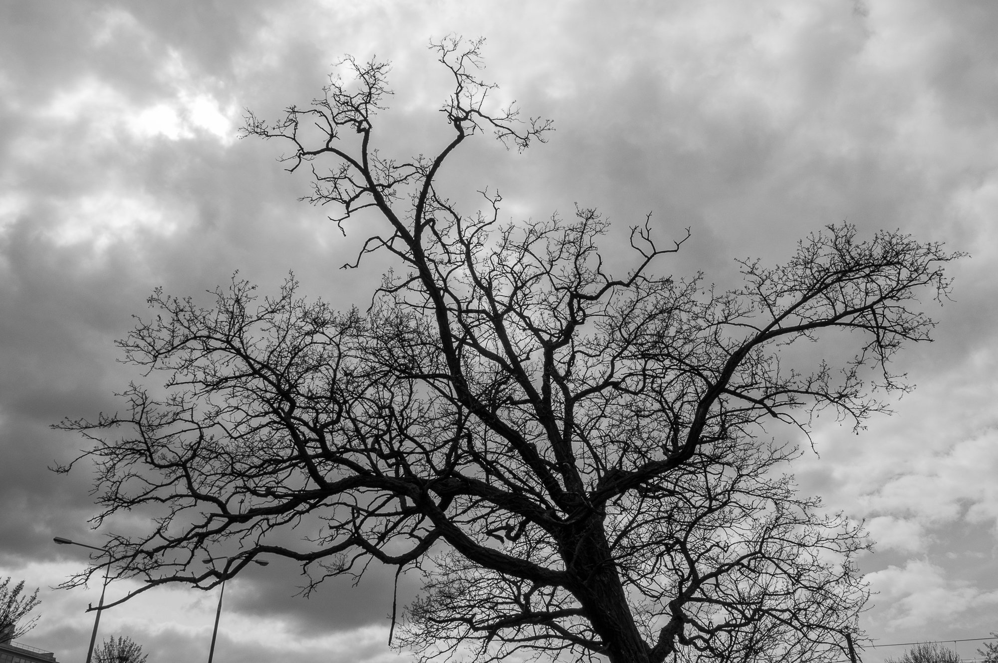 Adam Mazek Photography Warsaw 2016. Tree.