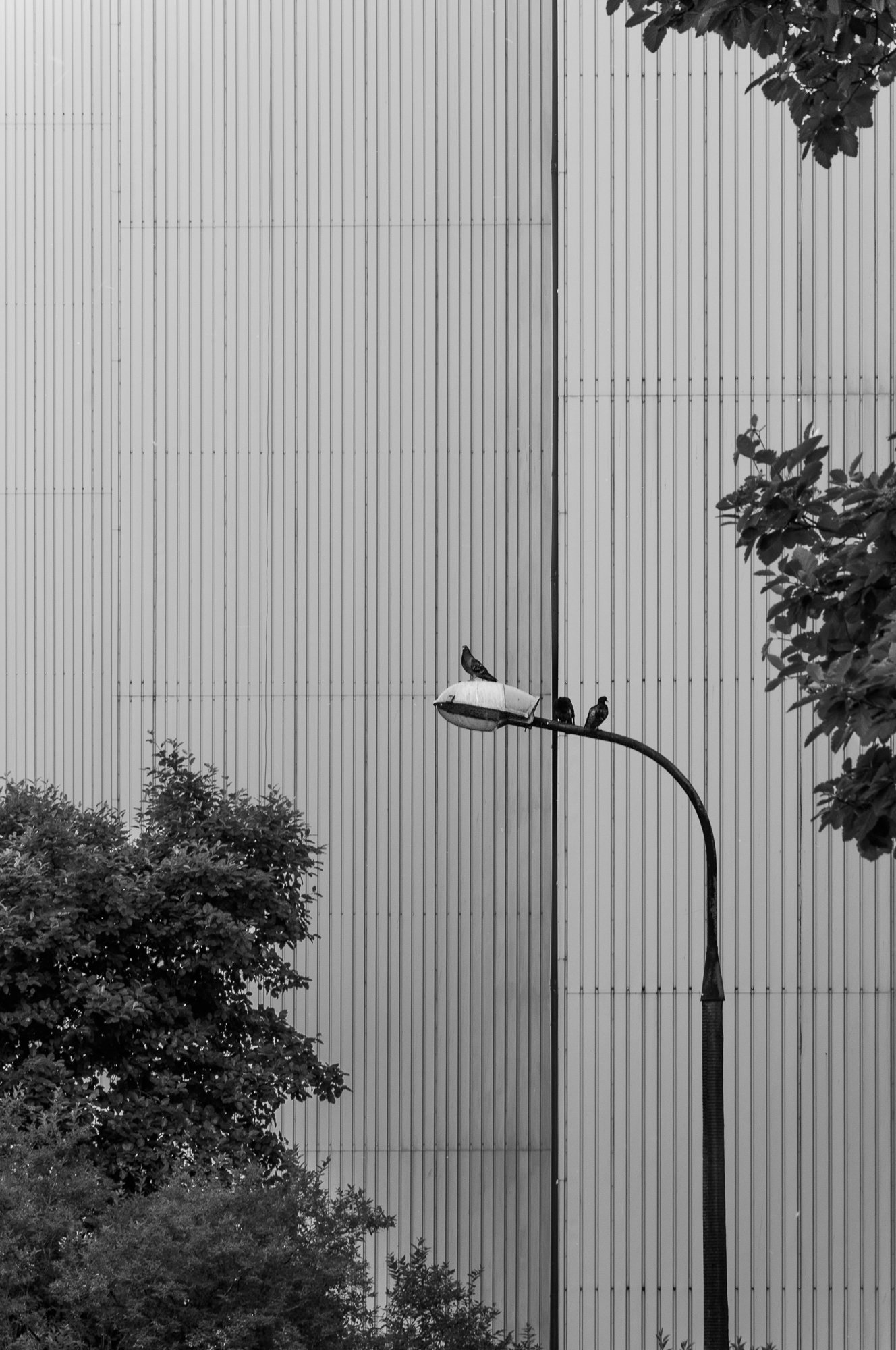Adam Mazek Photography Warsaw 2017. Minimalism. Birds. Animals.