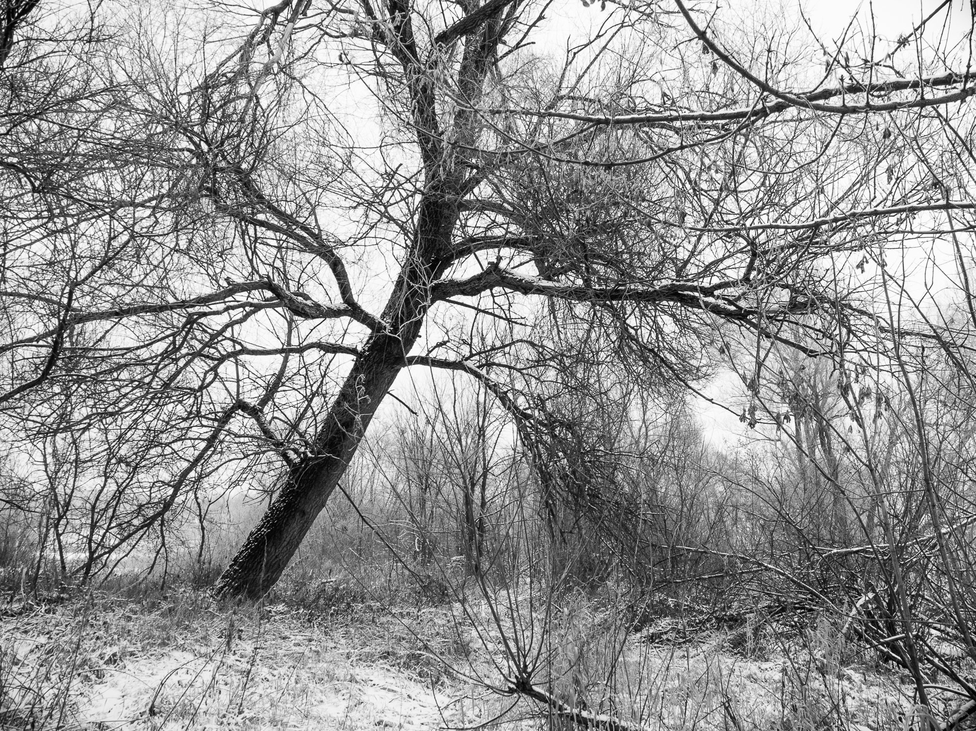 Adam Mazek Photography Brok 2016. Tree.