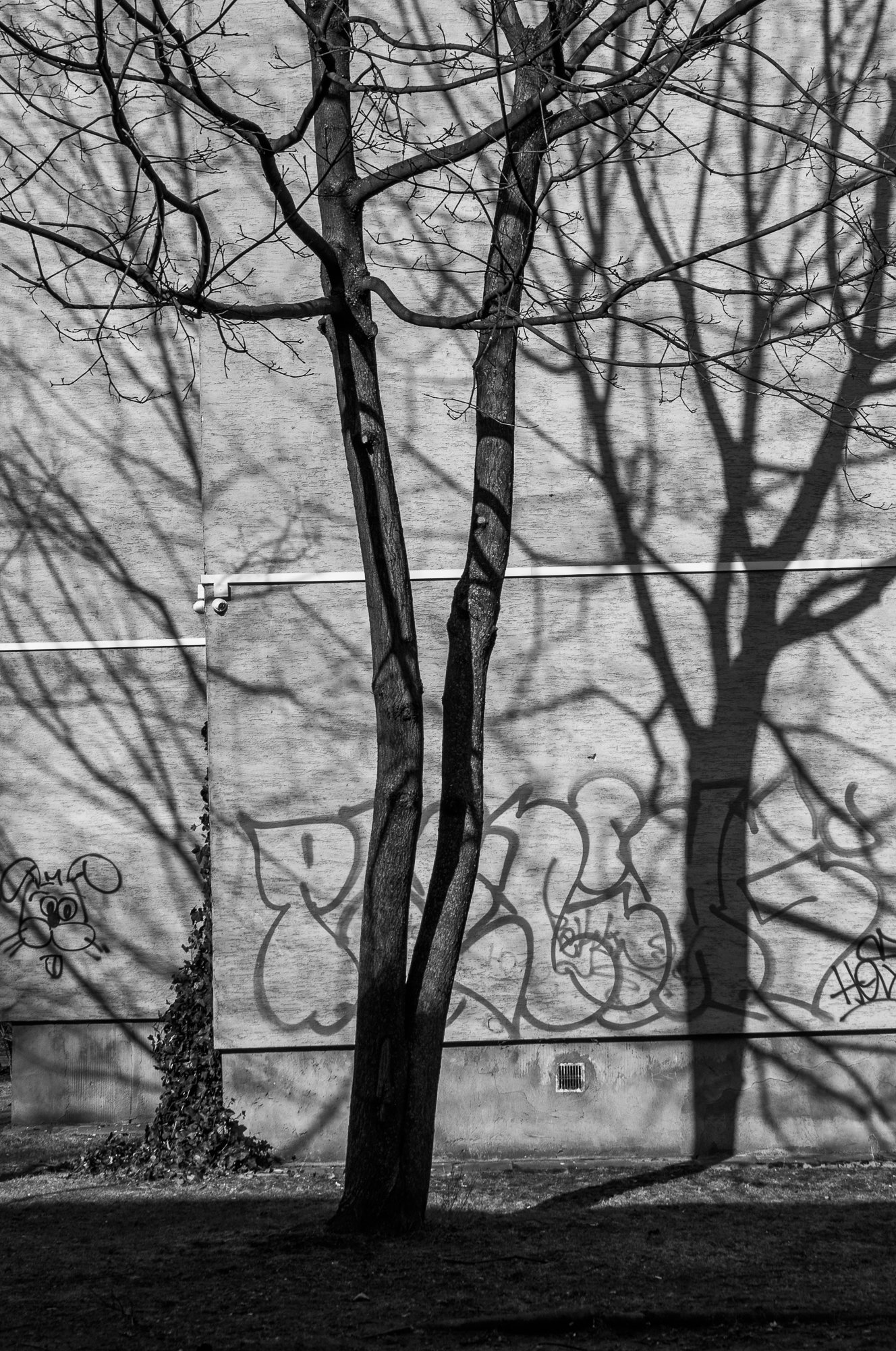 Adam Mazek Photography Warsaw 2018. Minimalism. Tree. Shadow.