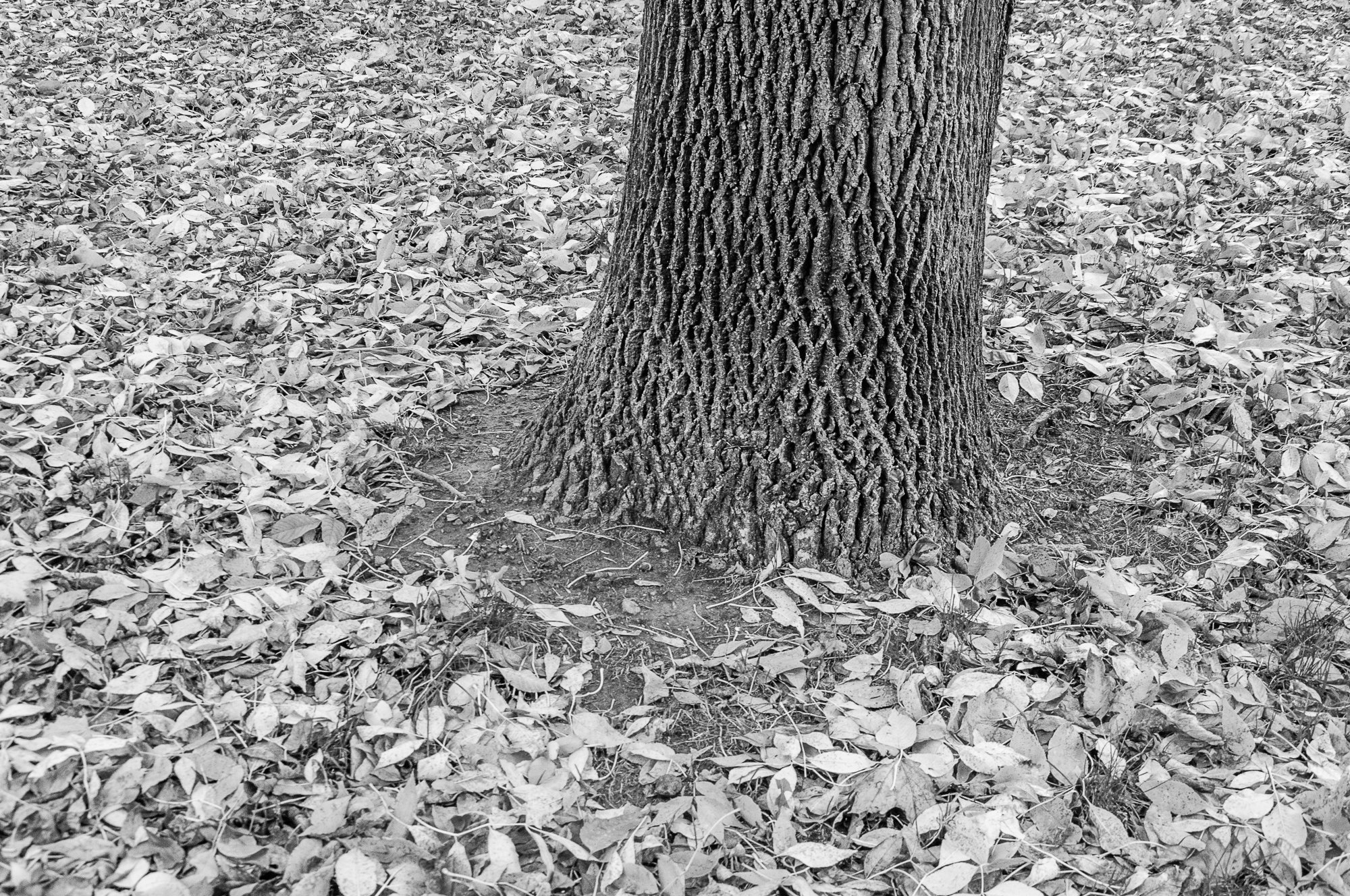Adam Mazek Photography Warsaw 2017. Minimalism. Tree. Time.