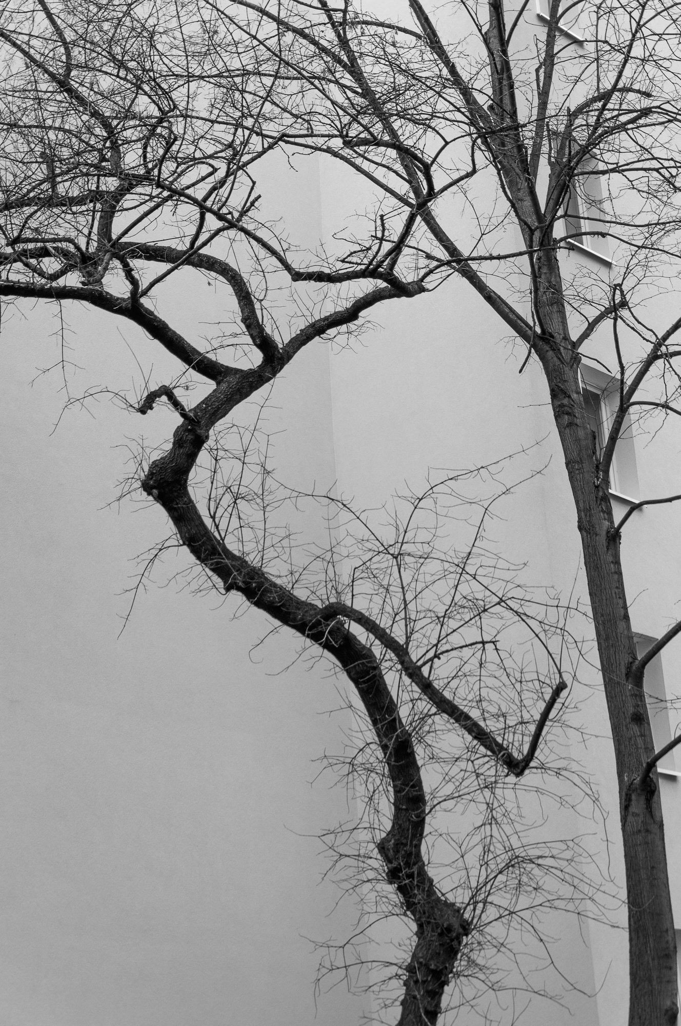 Adam Mazek Photography Warsaw 2016. Minimalism. Trees.