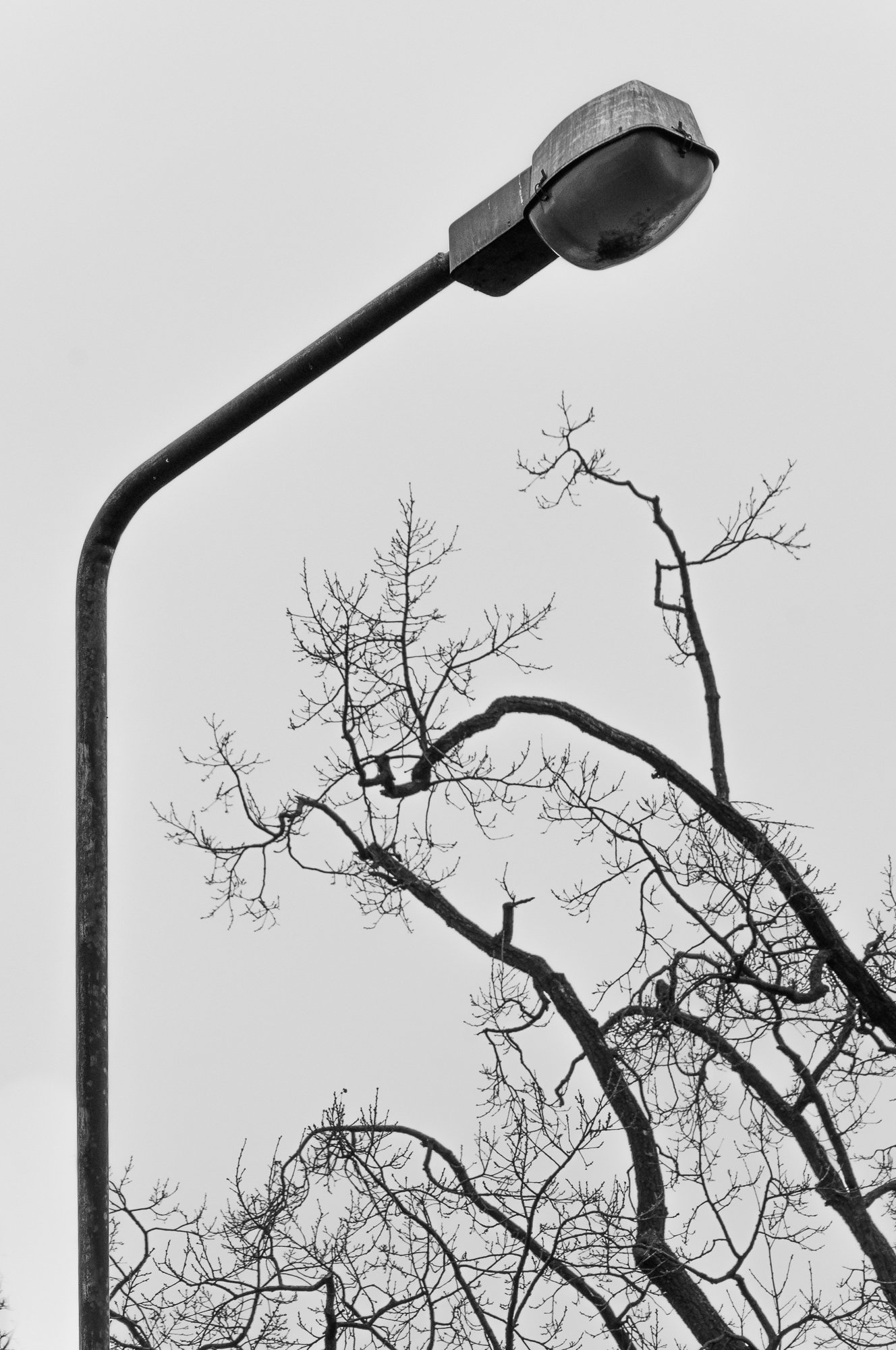 Adam Mazek Photography Warsaw 2018. Minimalism. Trees.