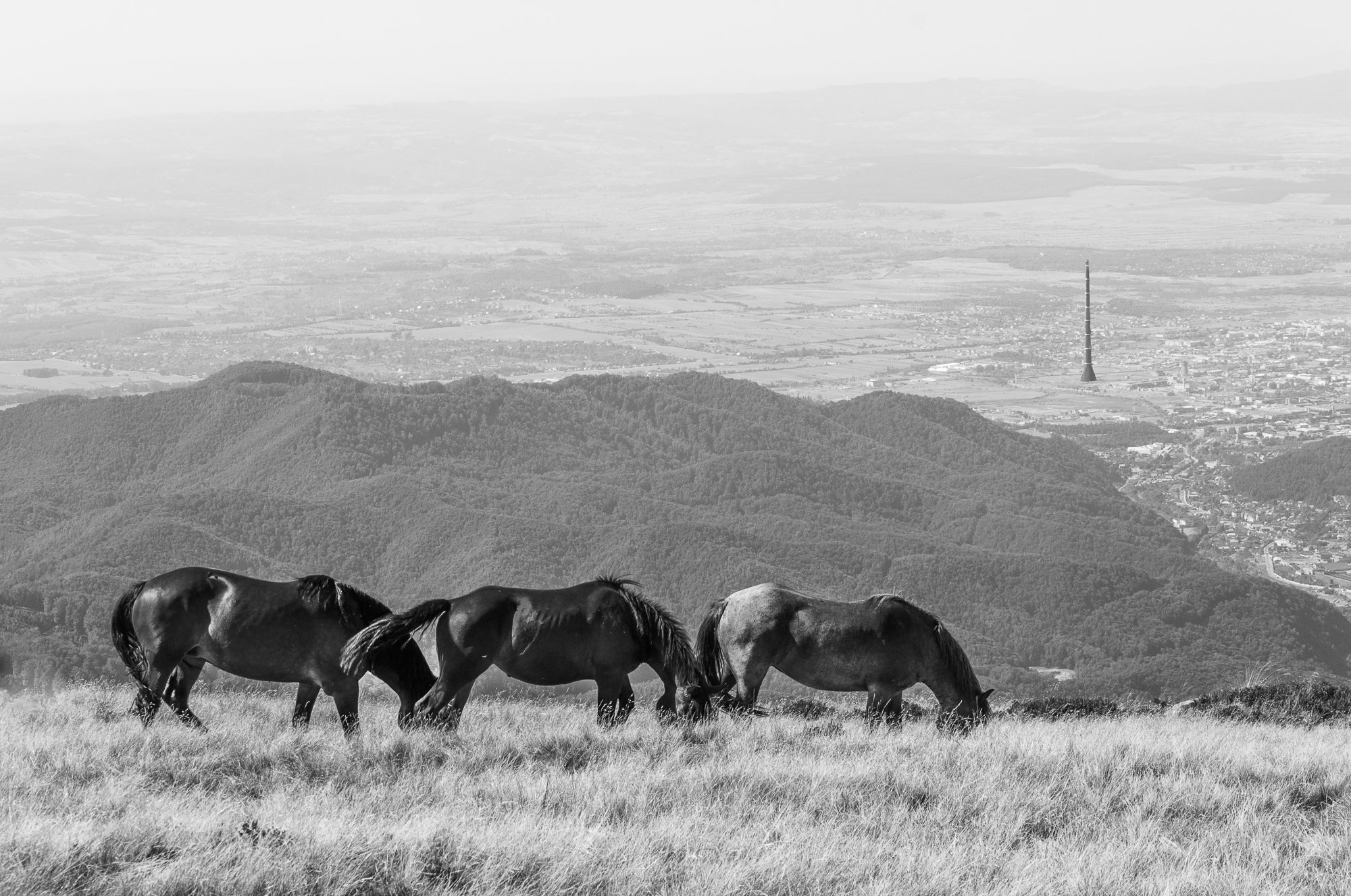 Adam Mazek Photography Satu Mare (Romania) 2015. Imagination. Minimalism. Horses and the rocket.