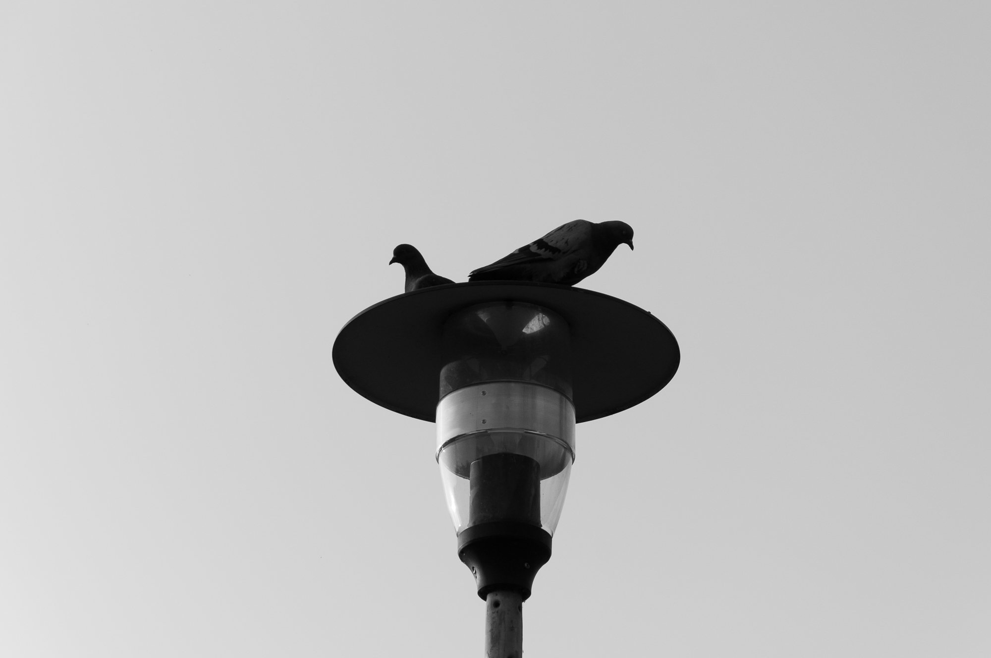 Adam Mazek Photography Warsaw 2018. Minimalism. Pigeons on the street lamp. Animals. Birds.