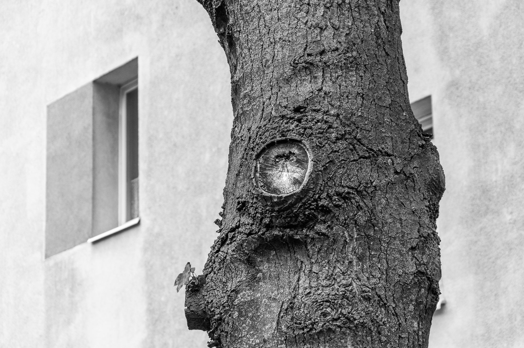 Adam Mazek Photography Warsaw 2018. Minimalism. Tree and the window.