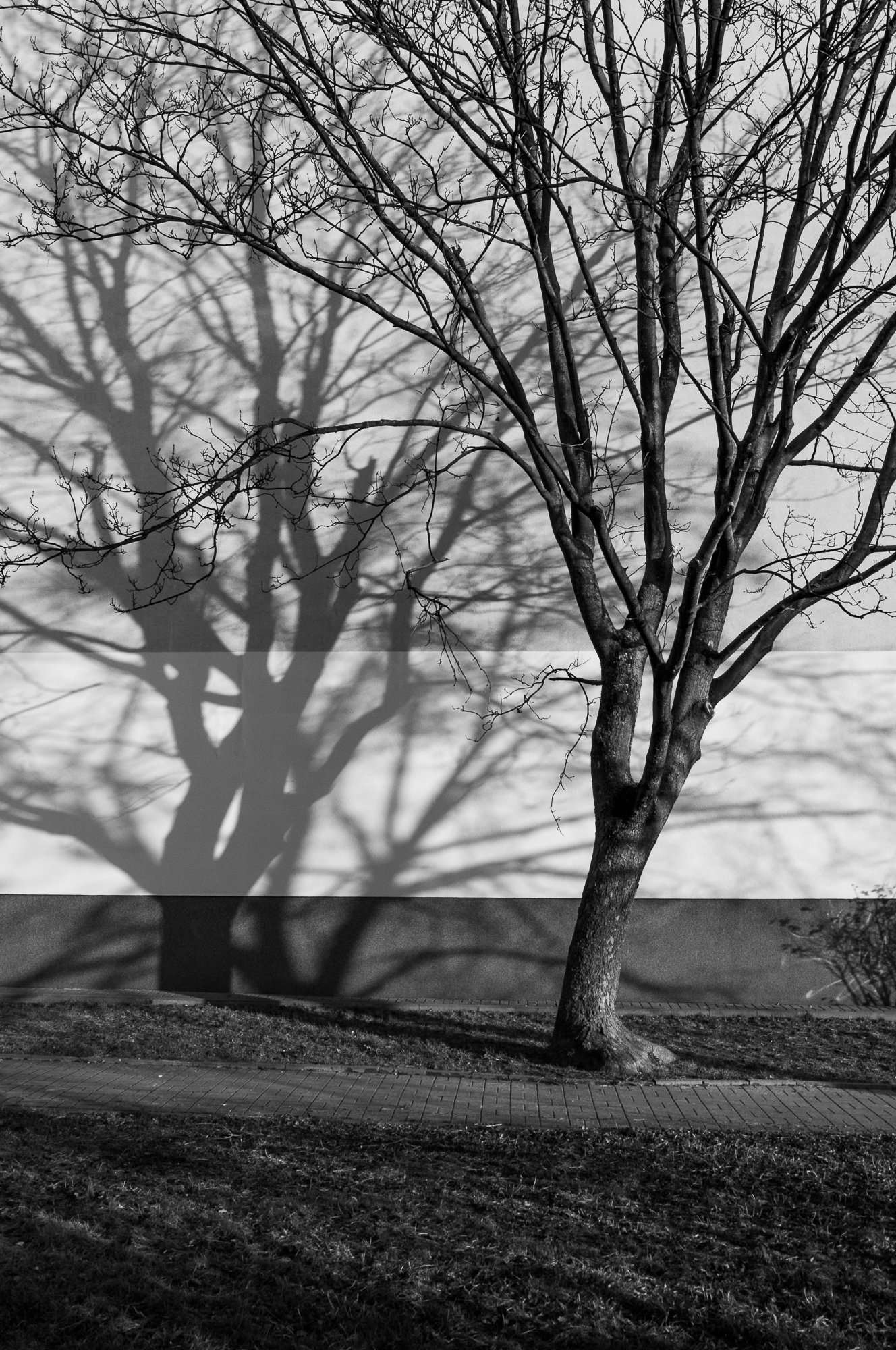 Adam Mazek Photography Warsaw 2017. Inspired by Hiroshige. Tree and it's shadow.