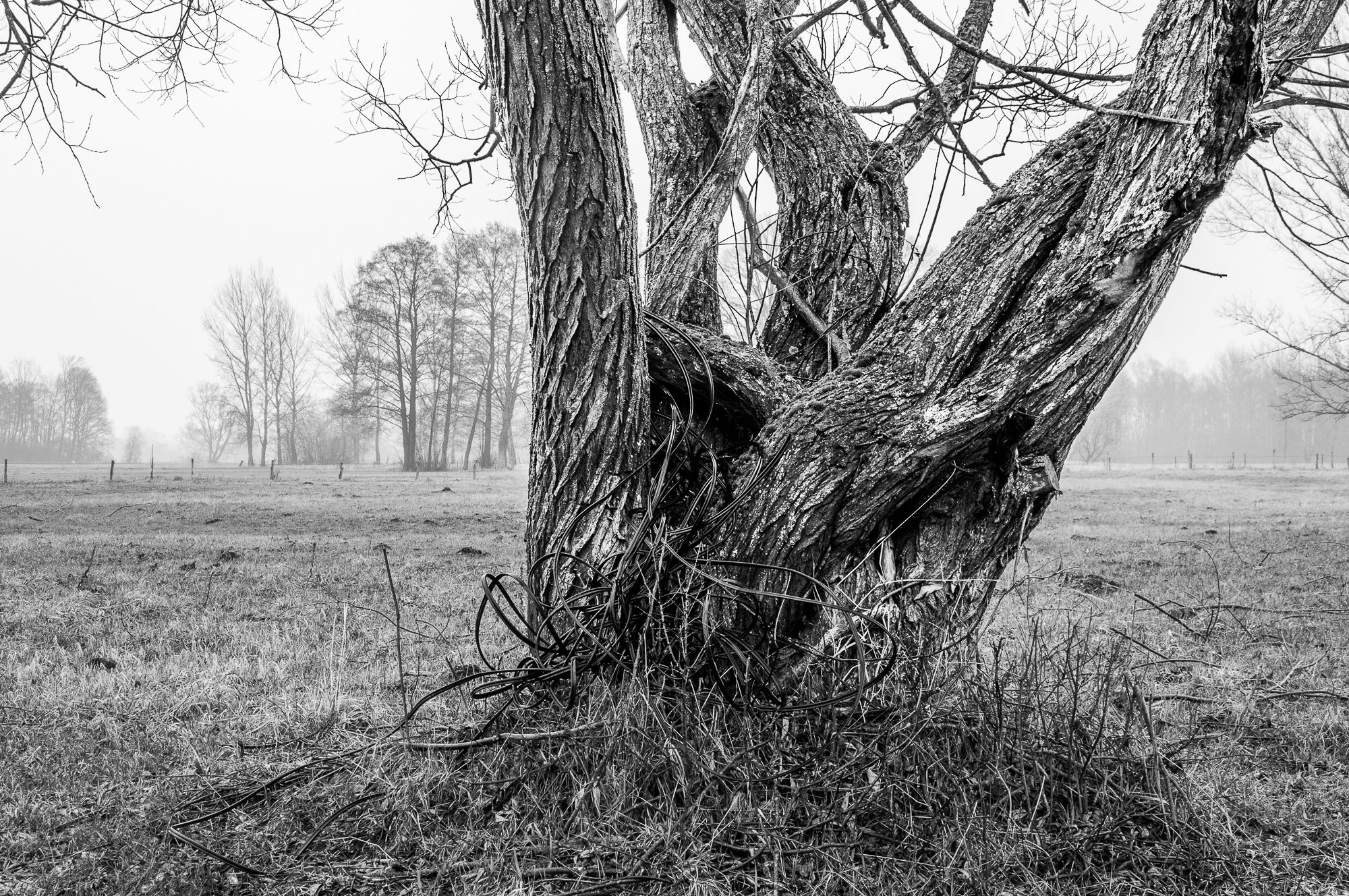 Adam Mazek Photography Brok (Bojany) 2016. The tree.