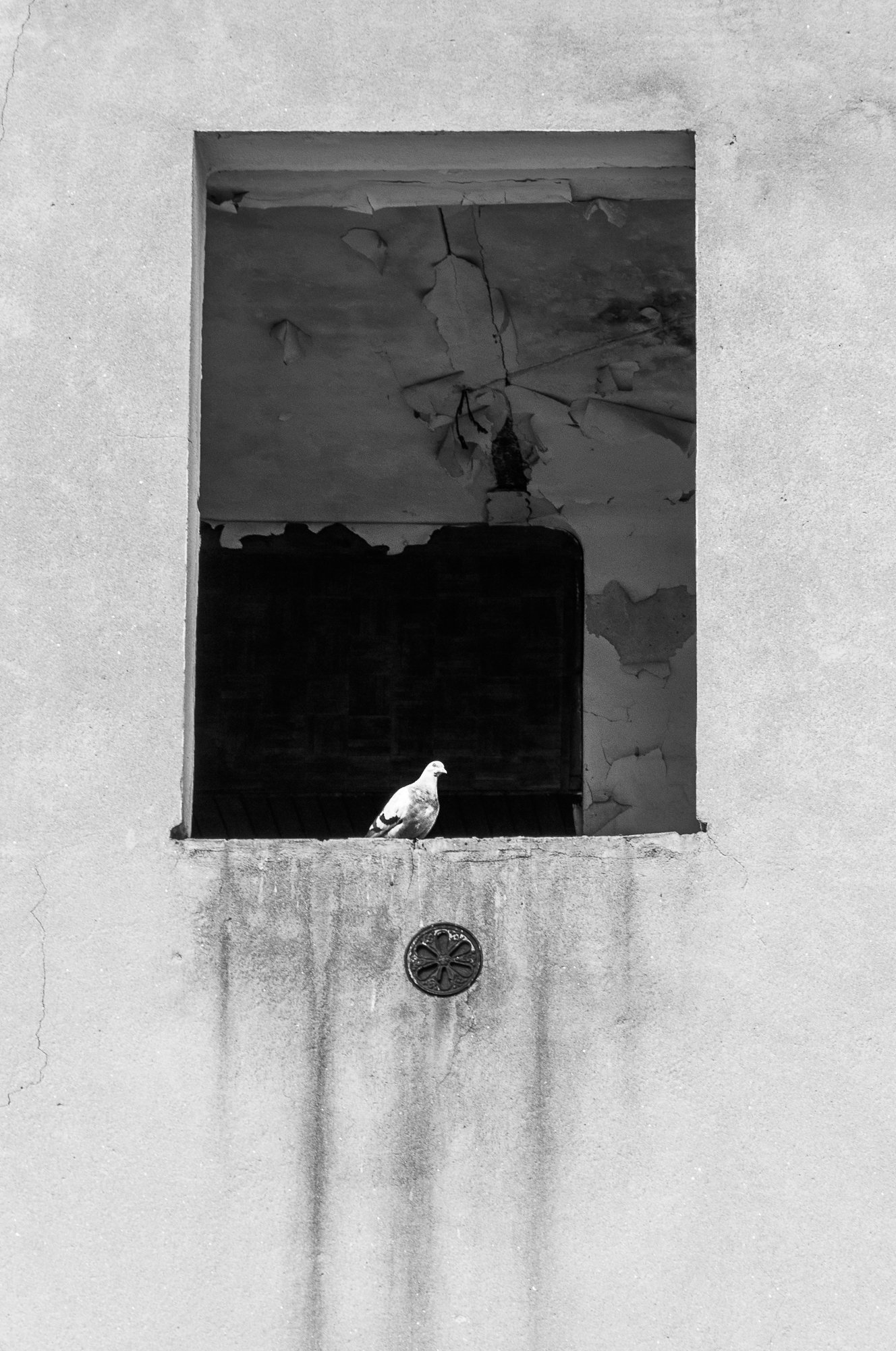 Adam Mazek Photography Warsaw 2017. Minimalism. Bird in the window. Concrete. "Negation of the End." Animals. "Negacja Końca"