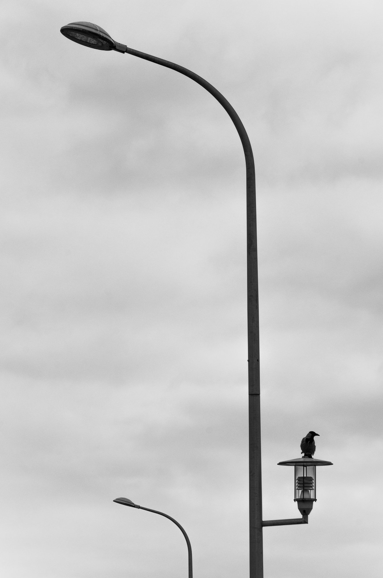 Adam Mazek Photography Warsaw 2018. Minimalism. Bird on the street lamp. "Negation of the End." Animals. "Negacja Końca"
