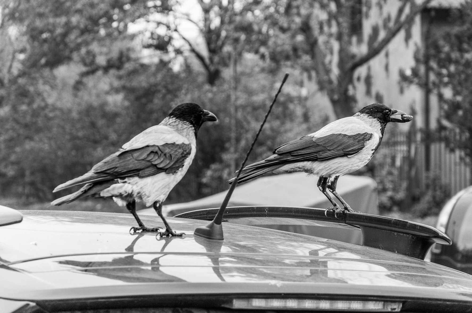 Adam Mazek Photography Warsaw 2018. Birds. Animals.