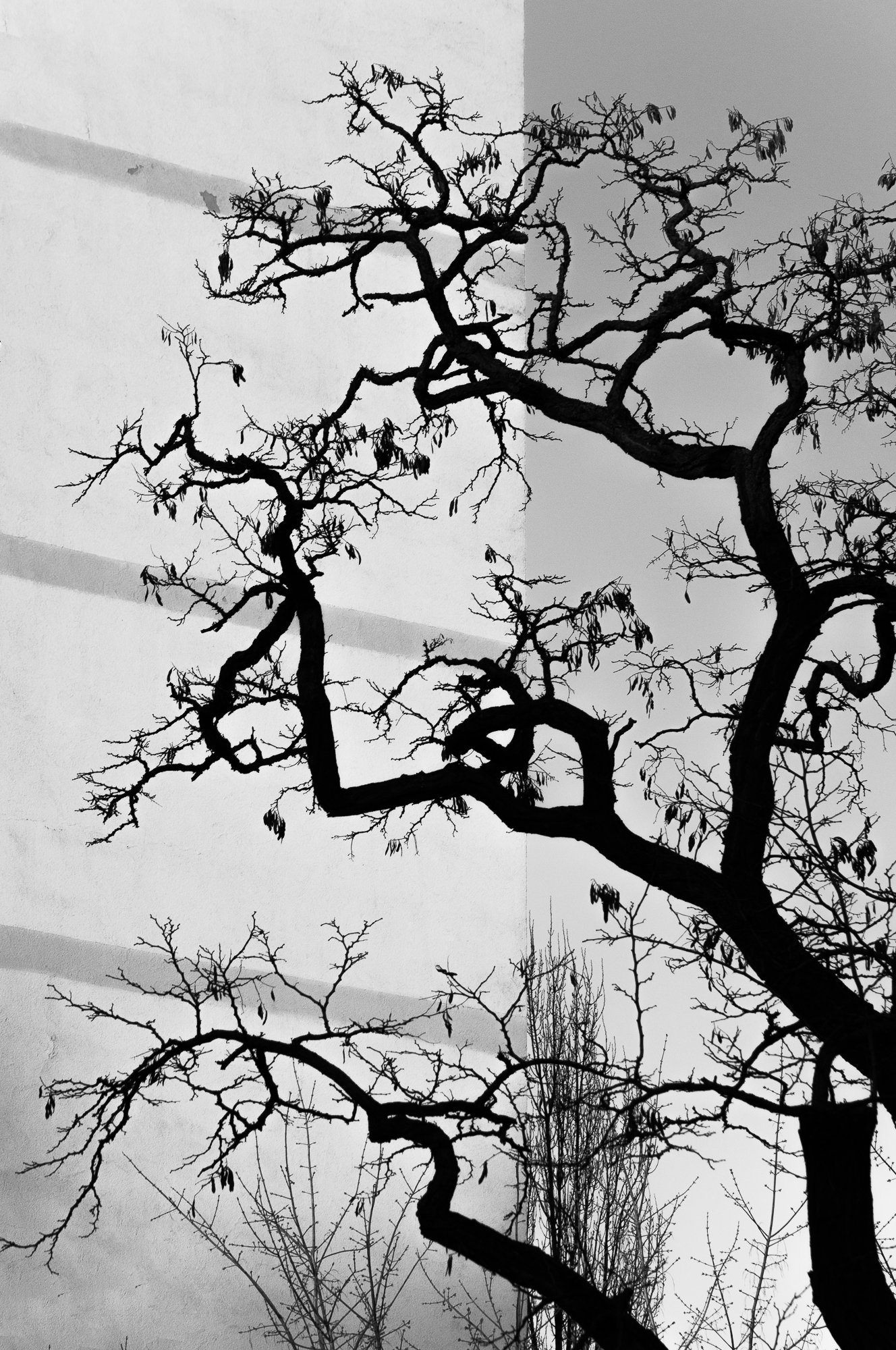 Adam Mazek Photography Warsaw 2017. Minimalism. Curly branches of the tree. "Negation of the End." Inspired by Hiroshige. "Negacja Końca"