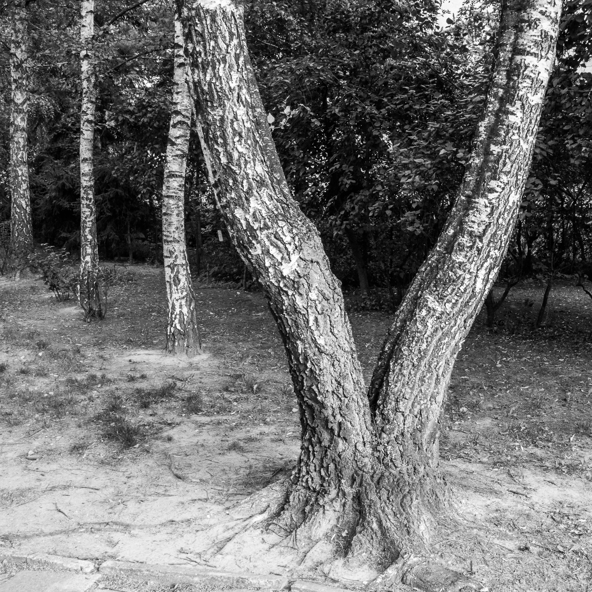 Adam Mazek Photography Warsaw 2017. Square. Minimalism. Let's dance. Dancing trees.