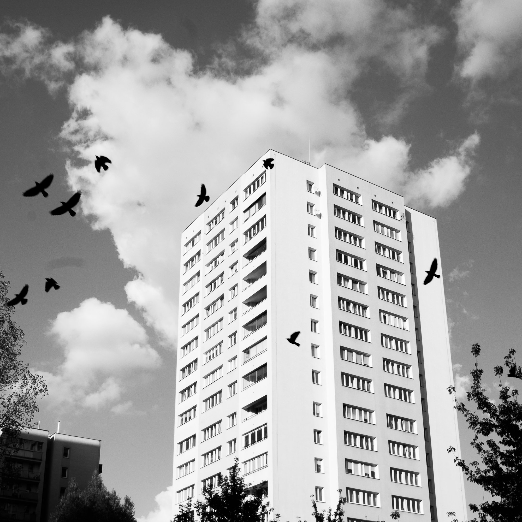 Adam Mazek Photography Warsaw 2018. Square. Block of flats. Dancing birds. Animals. Portfolio: "Square, part VI."