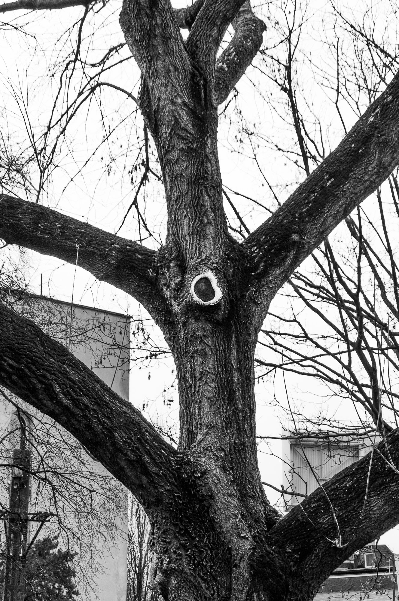 Adam Mazek Photography Warsaw 2018. You shall not pass. The eye. Tree. Hiroshige.