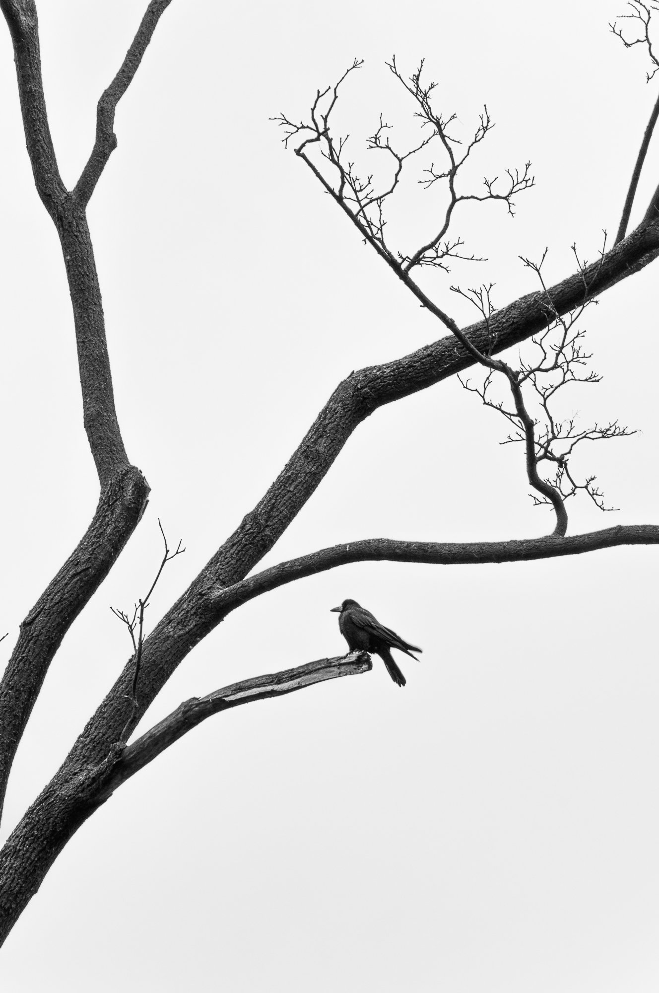 Adam Mazek Photography Warsaw 2018. Bird on the branch. Minimalism. Portfolio: Minimalism, part XXVI.