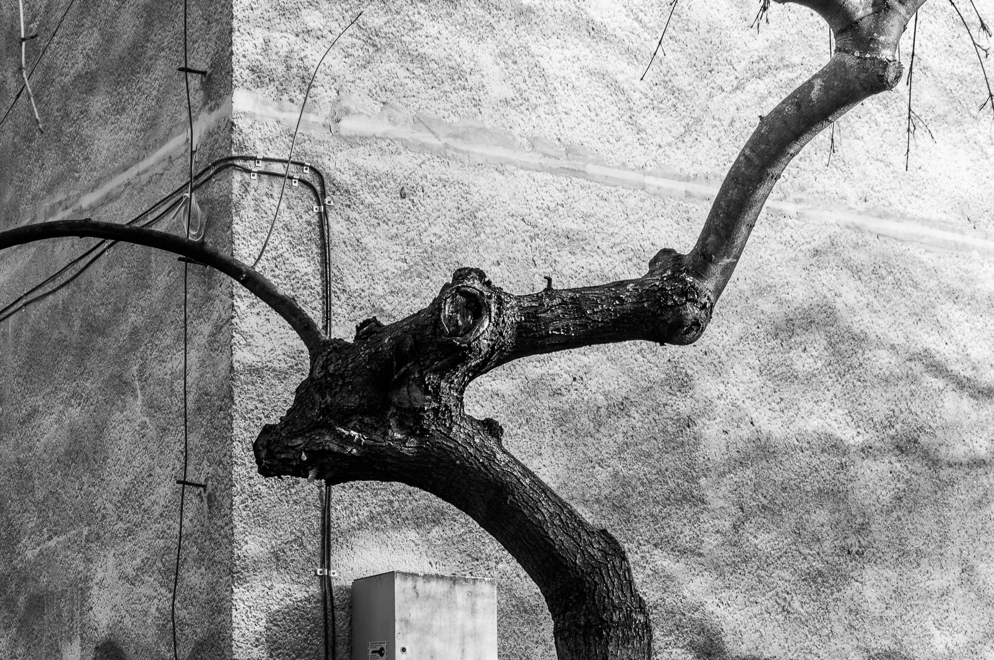 Adam Mazek Photography. Warsaw 2019. Geometry. Minimalism. Tree. Senility. Abstraction. Creepy.