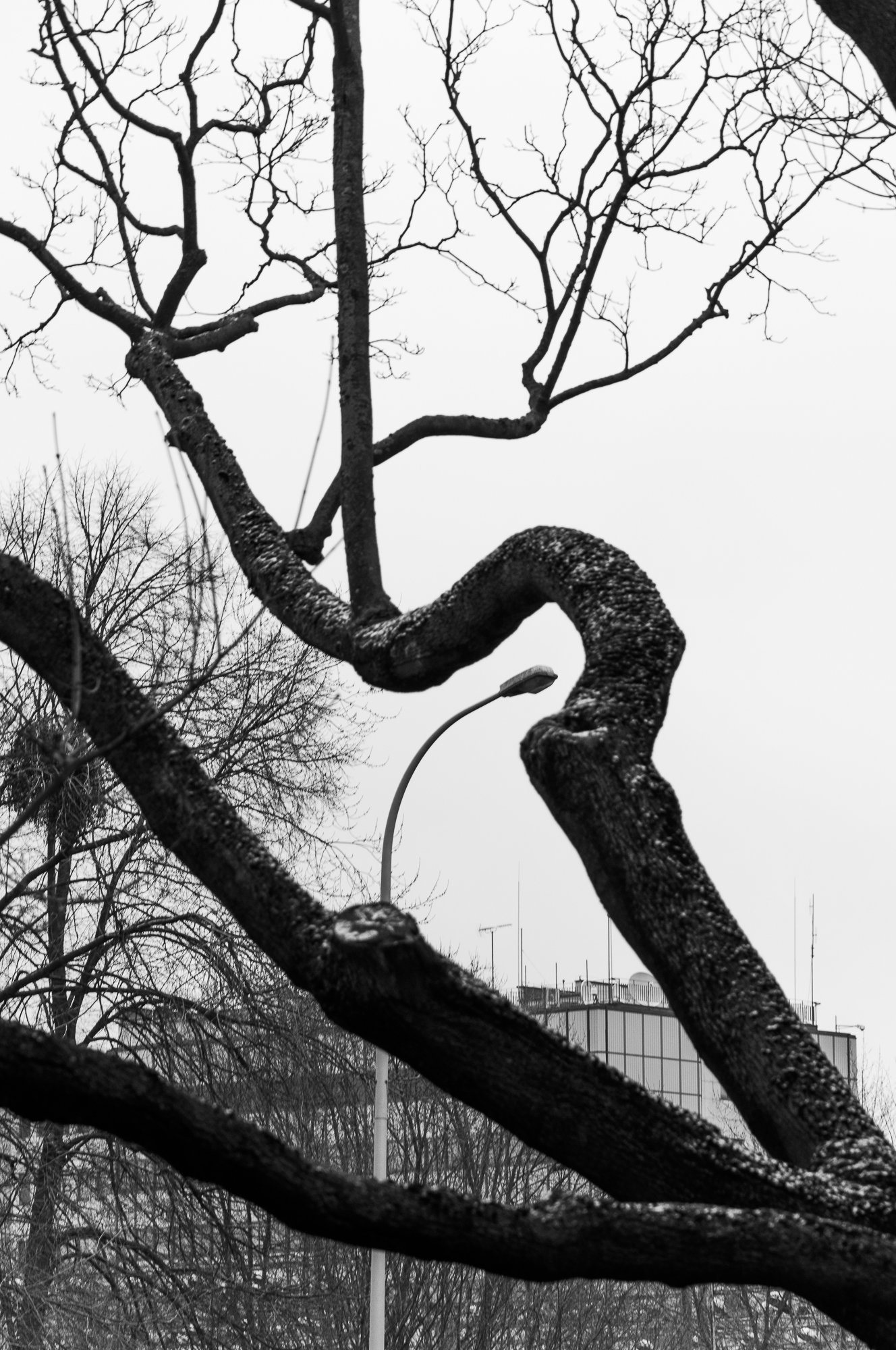 Adam Mazek Photography Warsaw 2018. Minimalism. Branches of the tree and the street lamp. Inspired by Hiroshige.