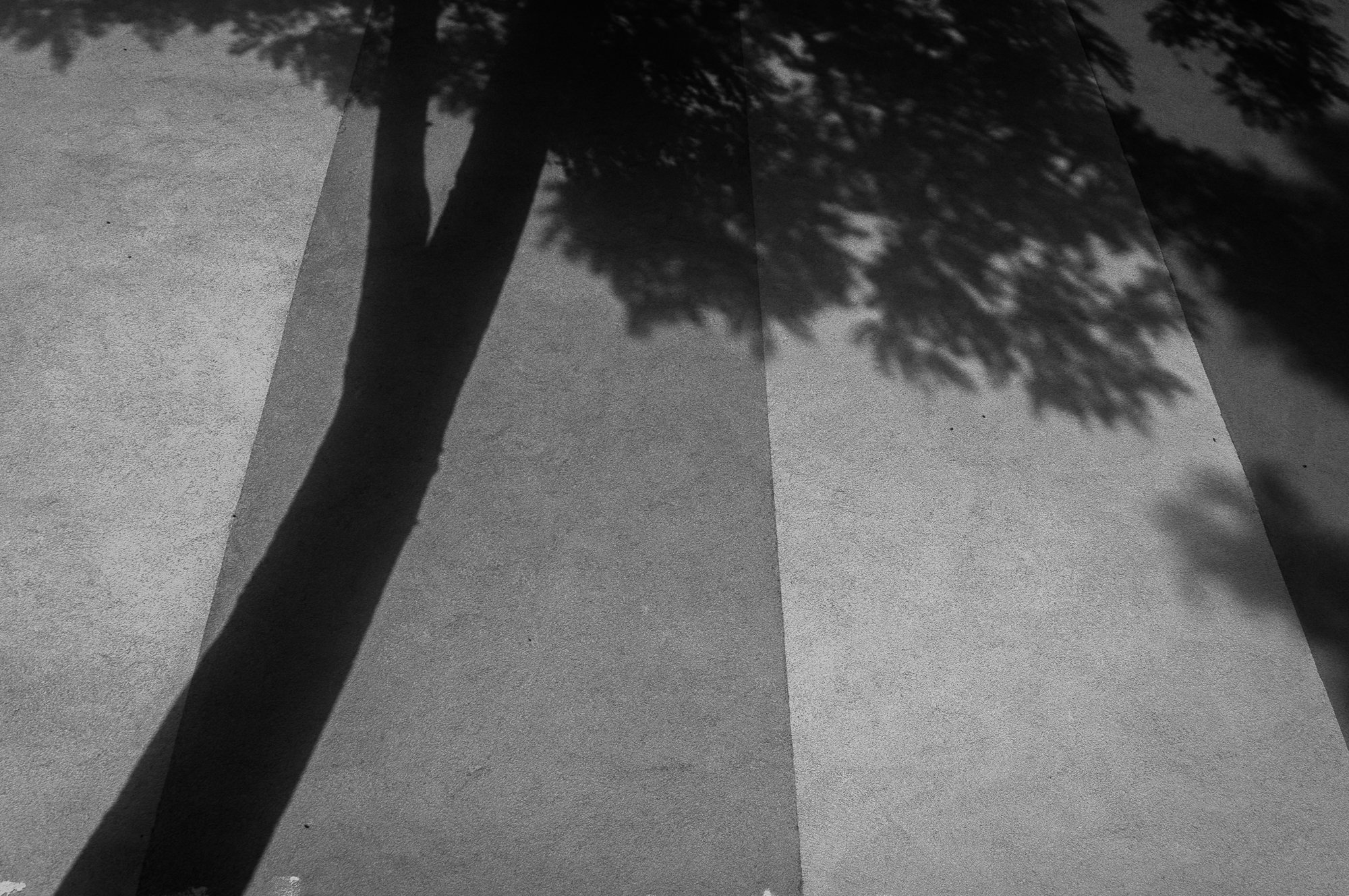 Adam Mazek Photography Warsaw (Warszawa) 2017. Minimalism. Shadow of the tree on the wall. Geometry.