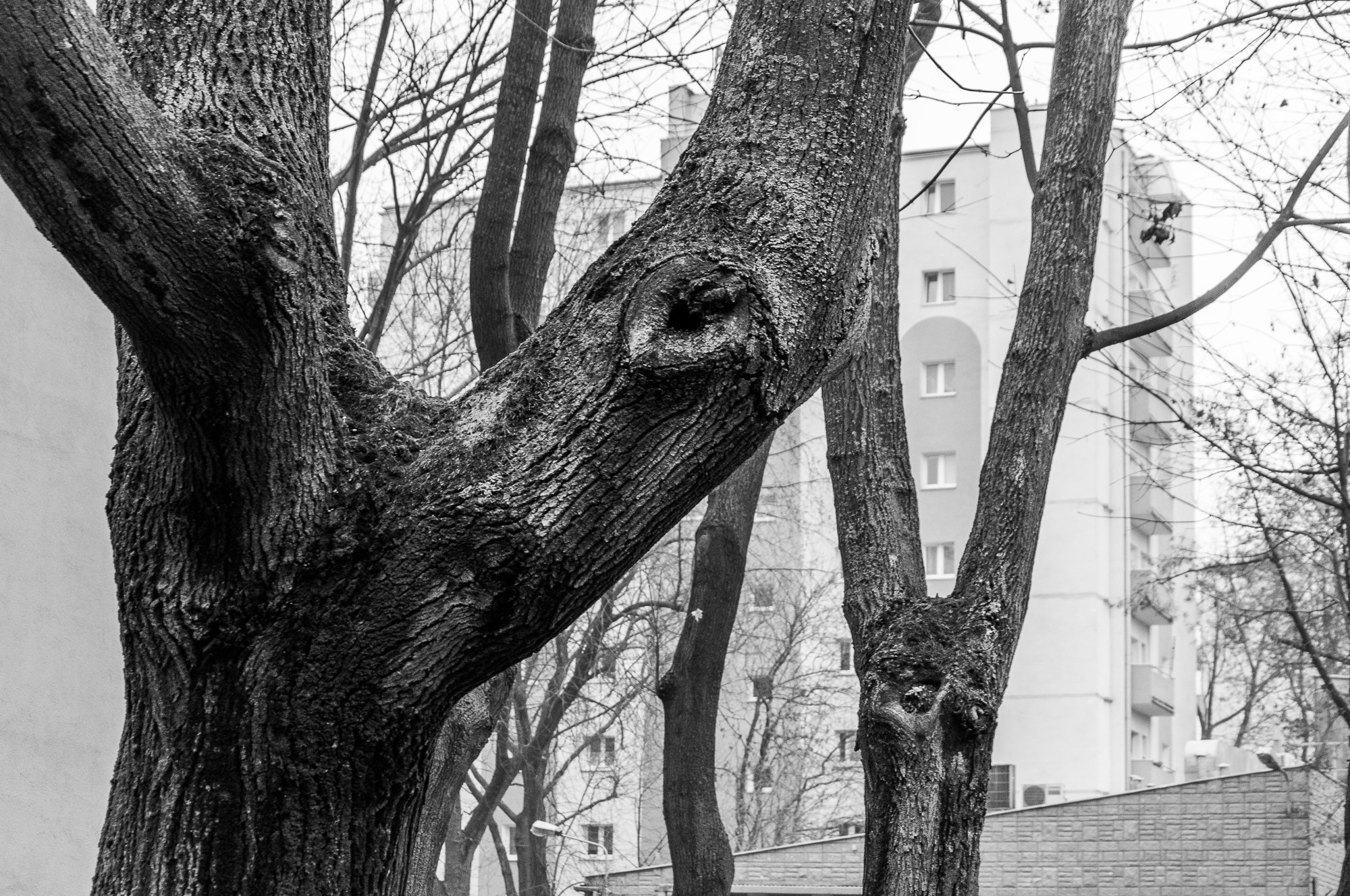 Adam Mazek Photography Warsaw 2018. Trees. Photograph locally and write globally.