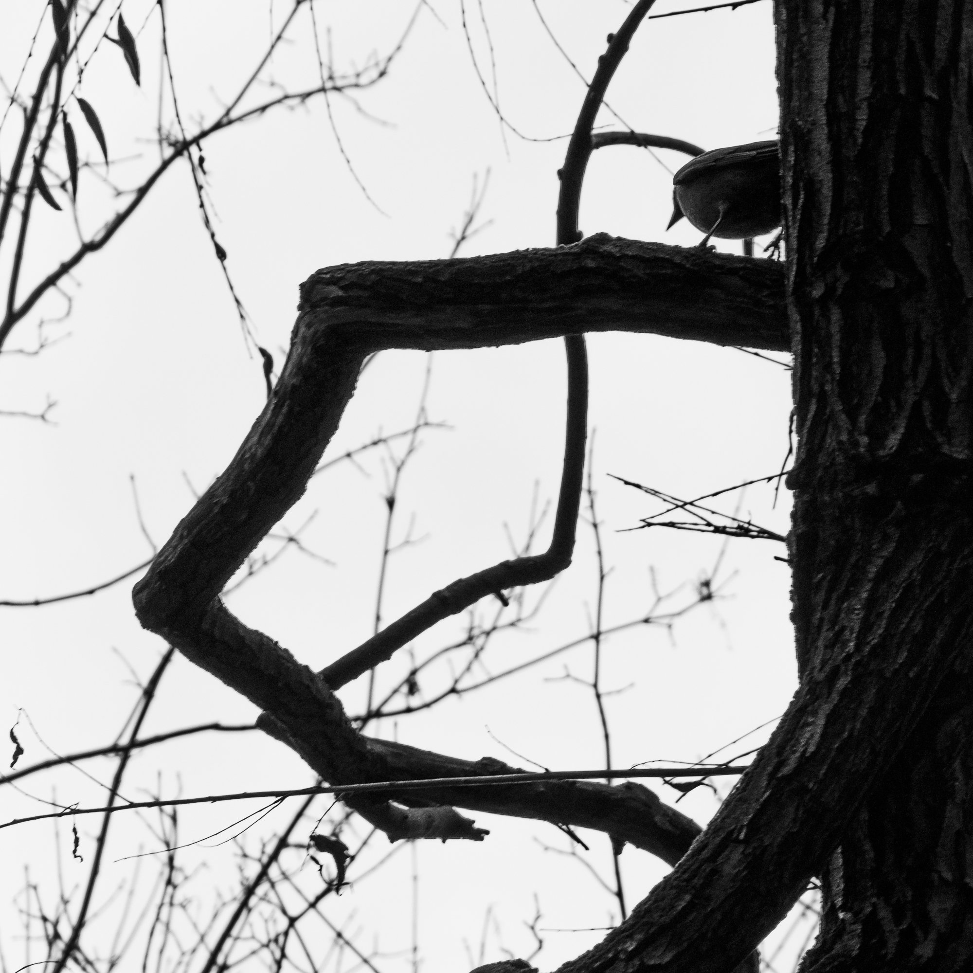Adam Mazek Photography Warsaw 2018. Square. Bird on the tree. Minimalism.