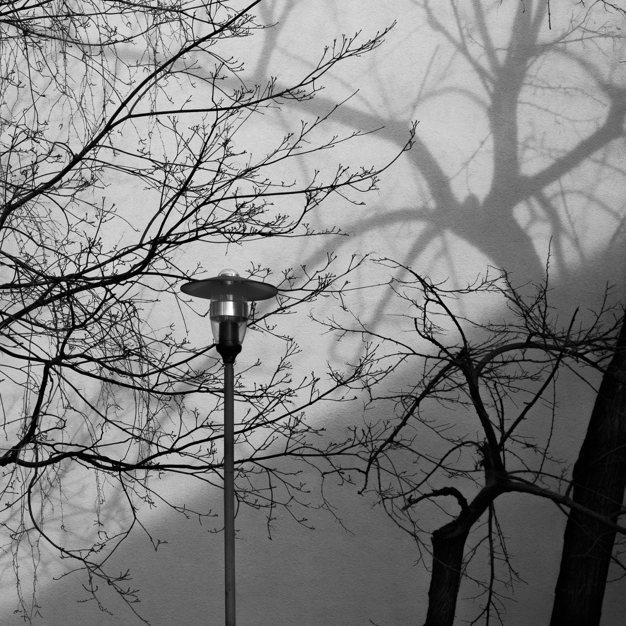Adam Mazek Photography Warsaw 2017. Street lamps and the shadow of the tree. Square.
