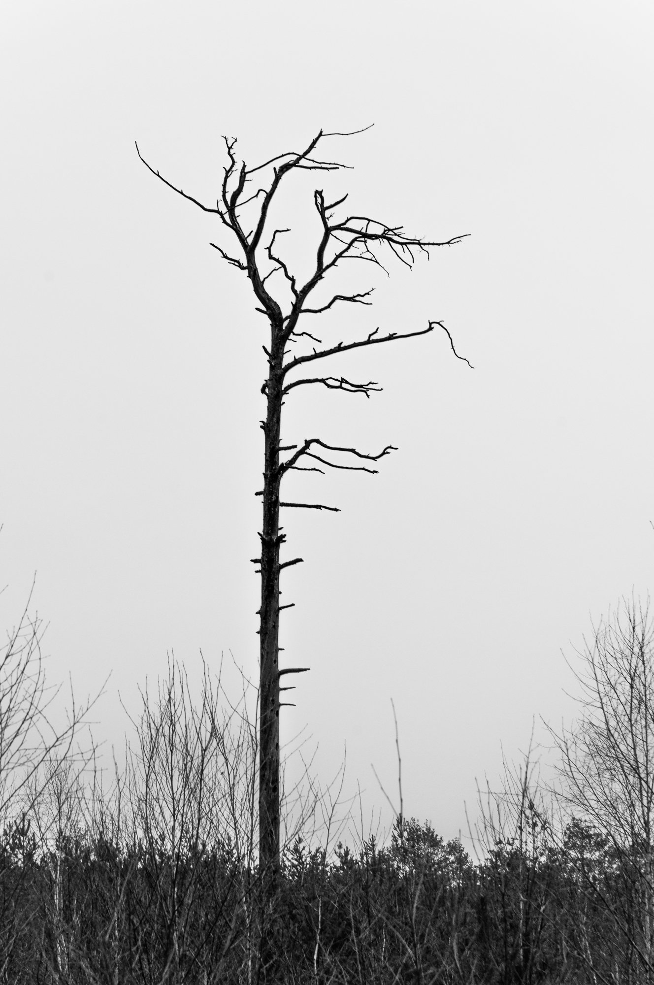 Adam Mazek Photography Brok 2018. Reality is stranger than fiction. Minimalism. Tree.
