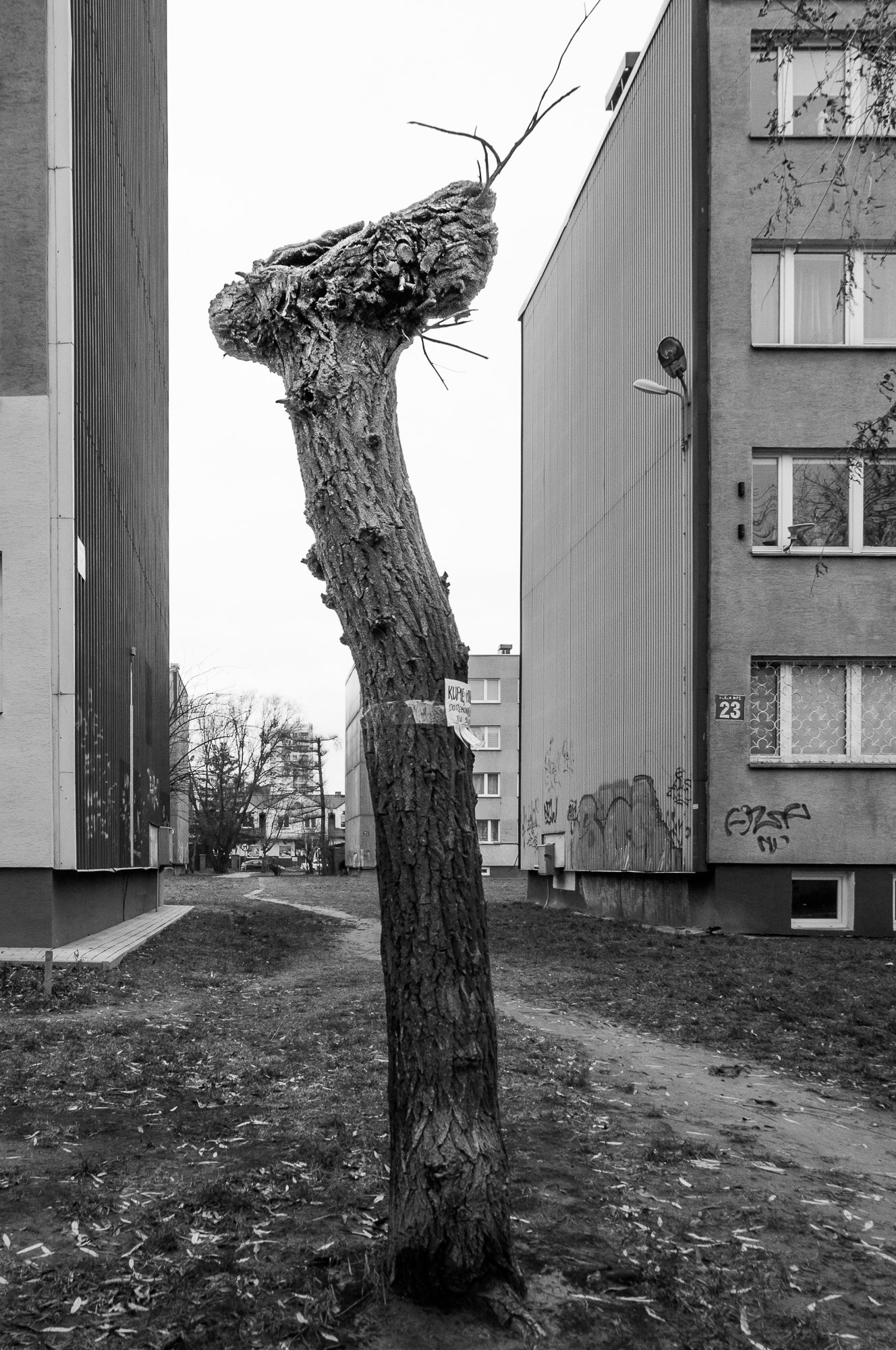 Adam Mazek Photography Piaseczno 2018. Reality is stranger than fiction. Minimalism. Urban jungle. Tree.
