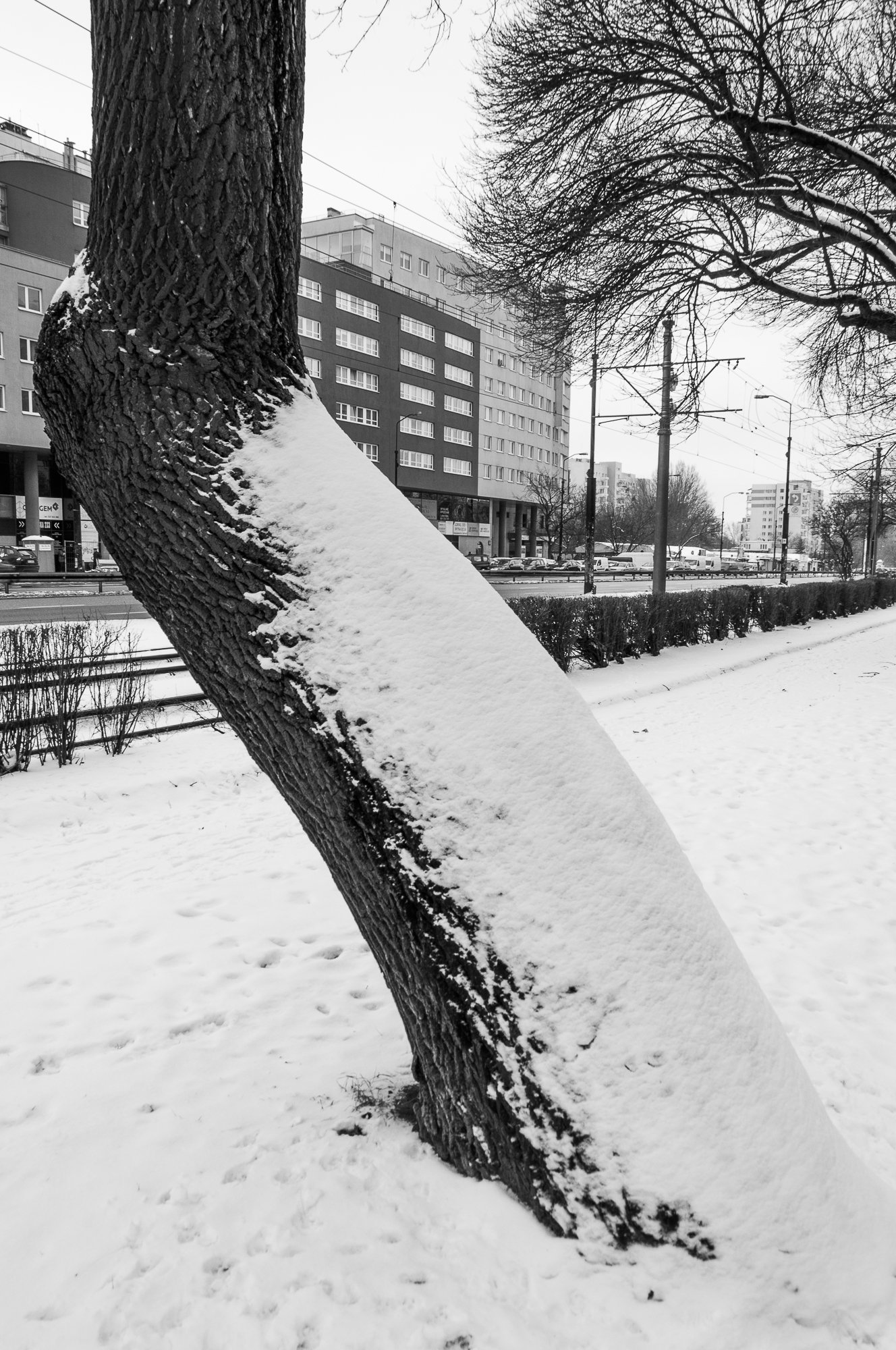Adam Mazek Photography Warsaw (Warszawa) 2019. Post: "Daylight Saving Time." Snow tree. Minimalism.
