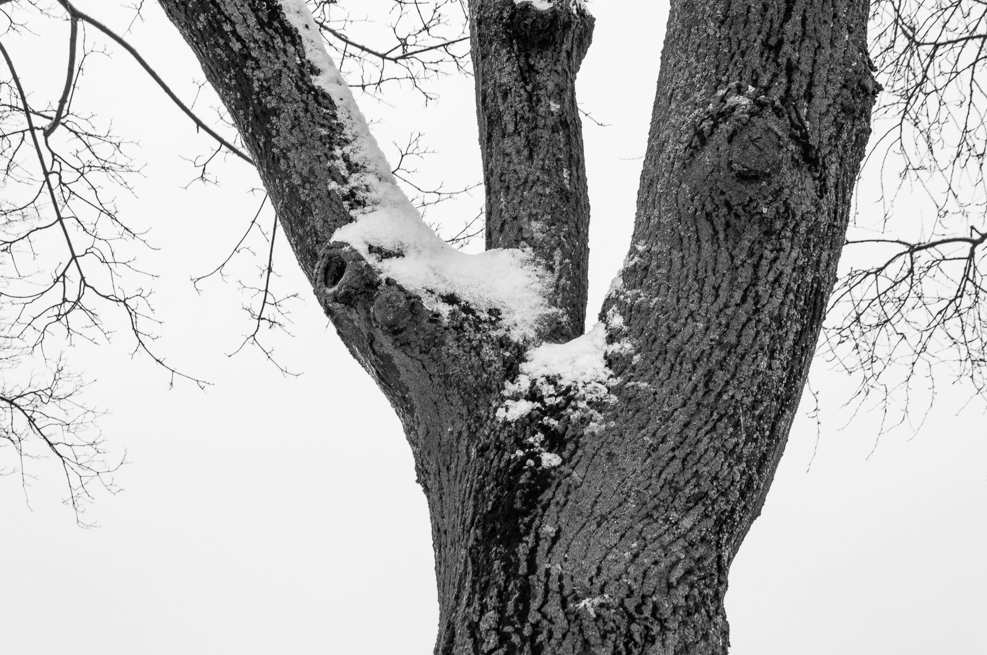 Adam Mazek Photography. Warsaw (Warszawa) 2019. Tree. Post: "Two steps to becoming an independent artist.."