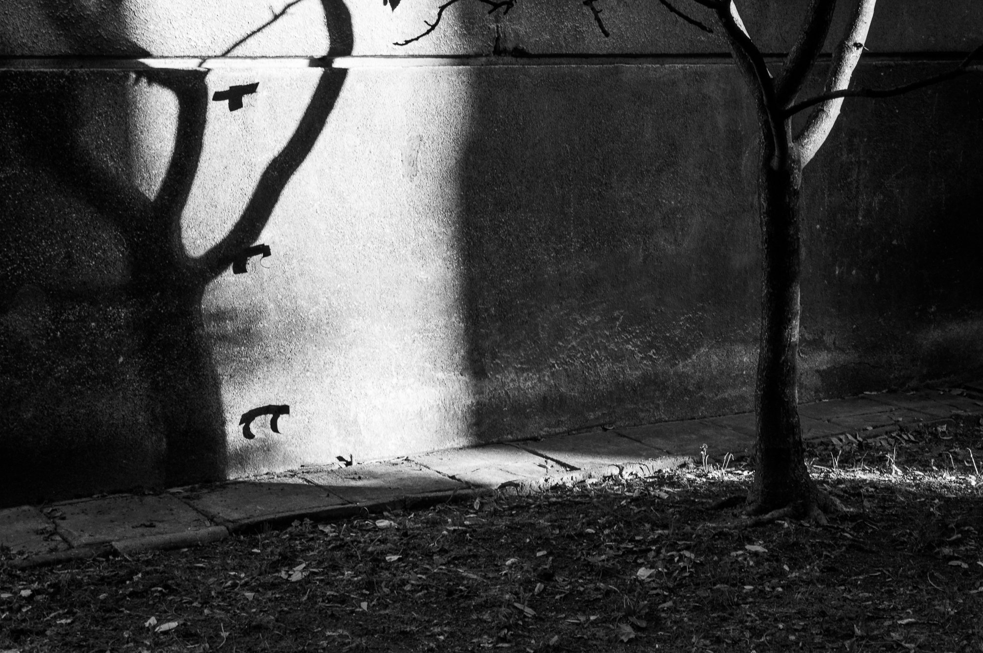 Adam Mazek Photography. Warsaw (Warszawa) 2016. Post: "Horror scene." Shadow of the tree.