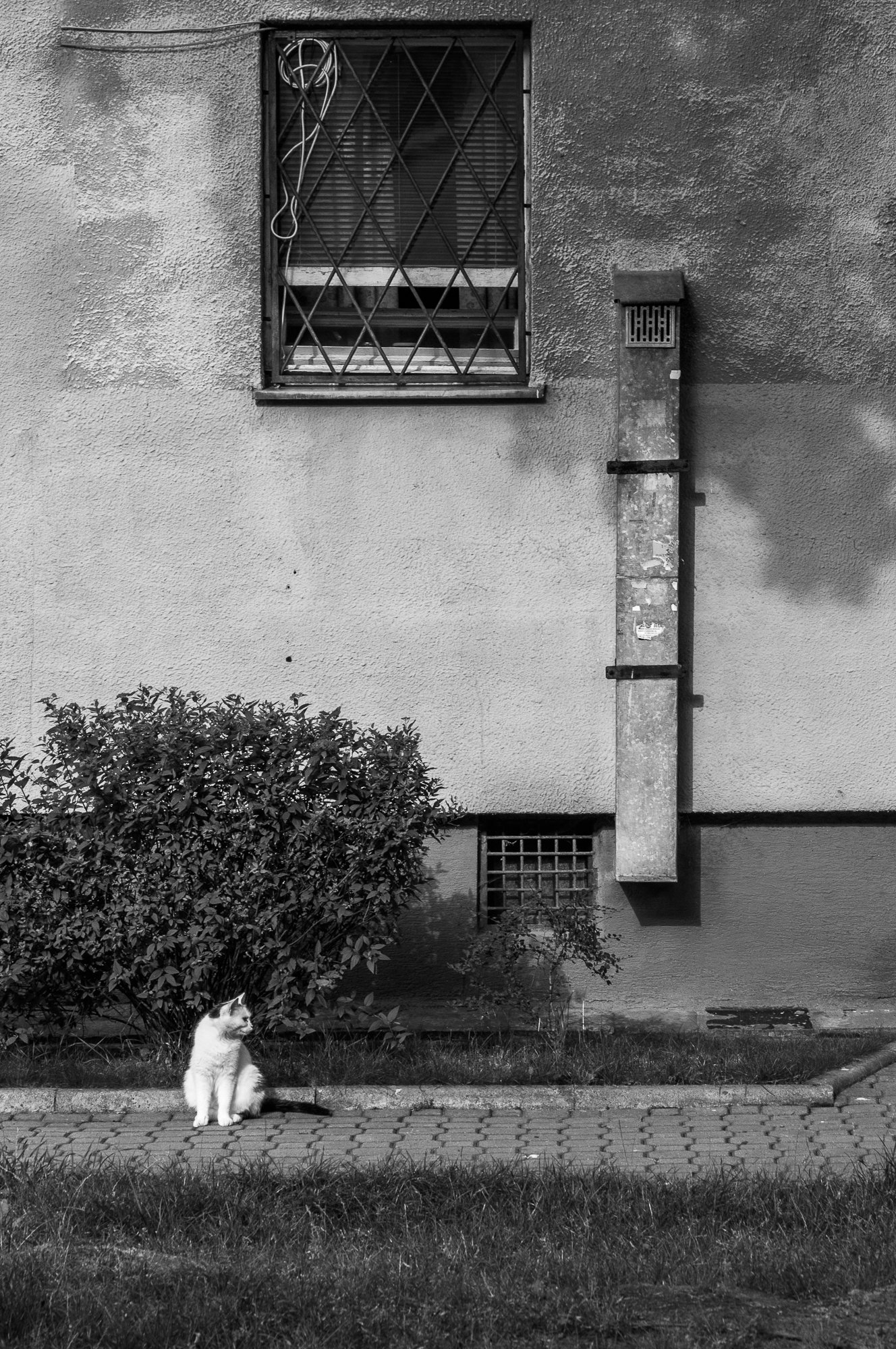 Adam Mazek Photography Warsaw (Warszawa) 2017. Post: "The curiosity of the world." Minimalism. The cat.
