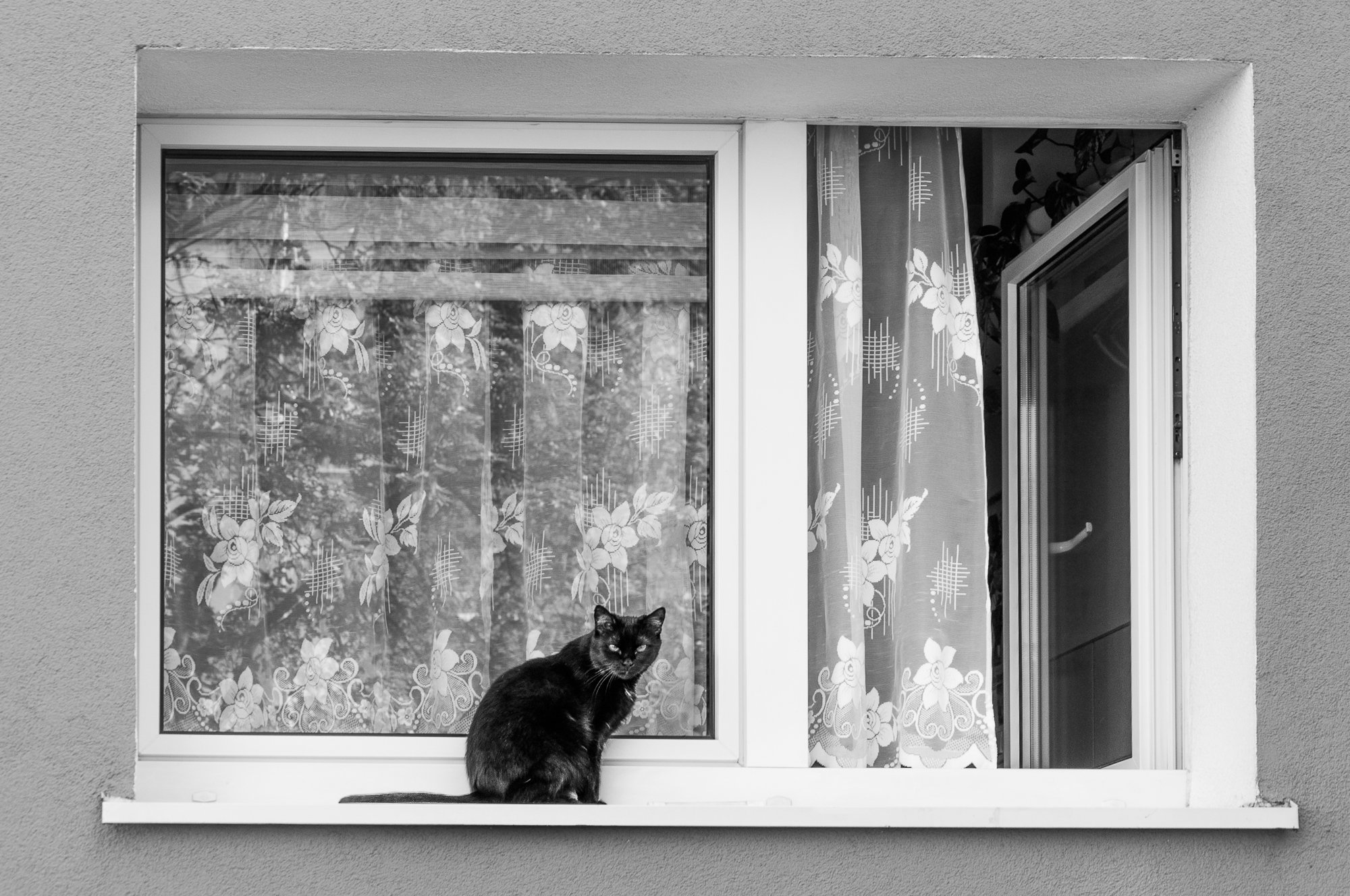 Adam Mazek Photography Warsaw (Warszawa) 2017. Post: "Self-publishing." Minimalism. Cat on the window.