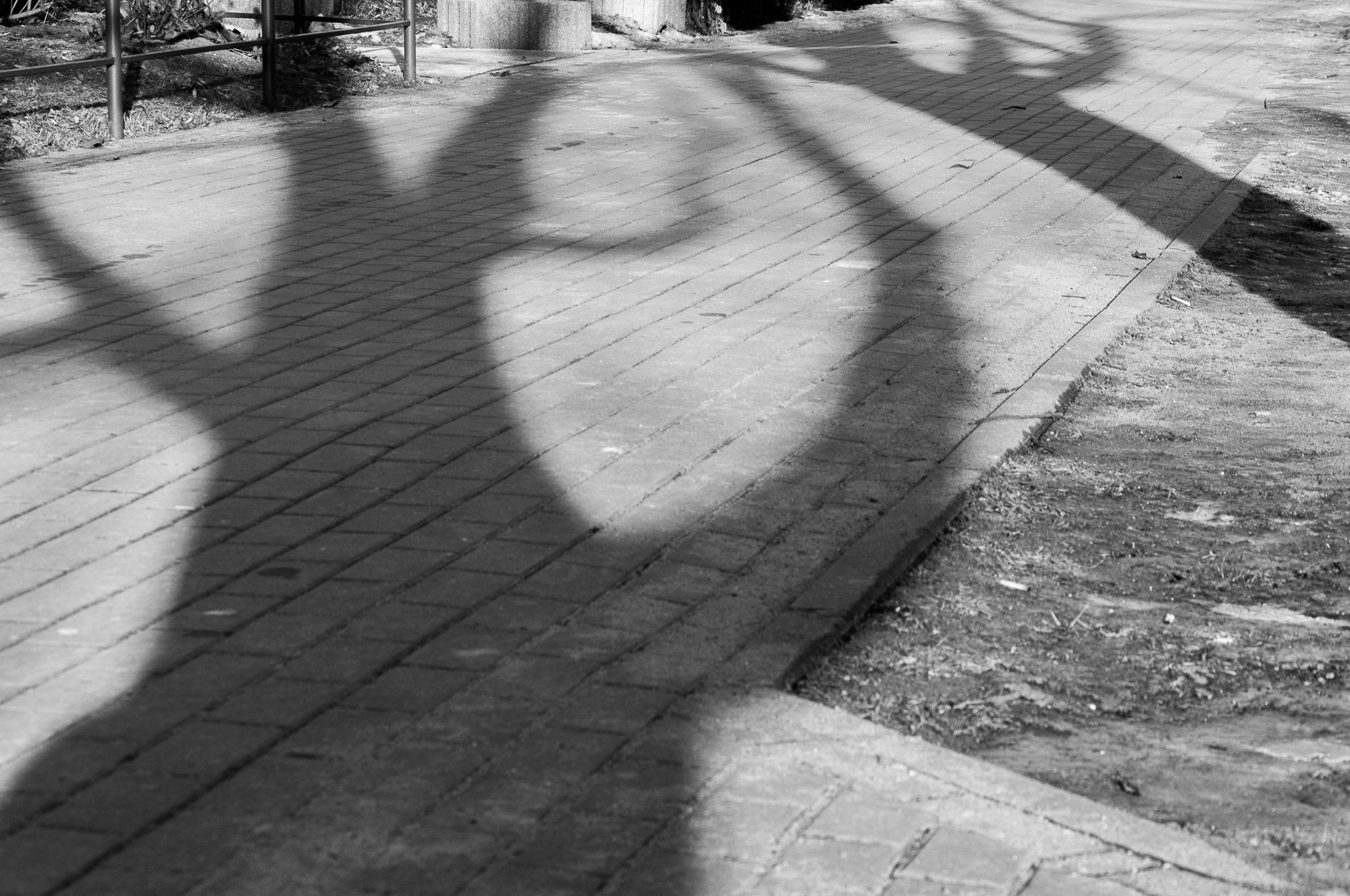 Adam Mazek Photography Warsaw (Warszawa) 2017. Post: "Part of history." Minimalism. Shadow of the tree.