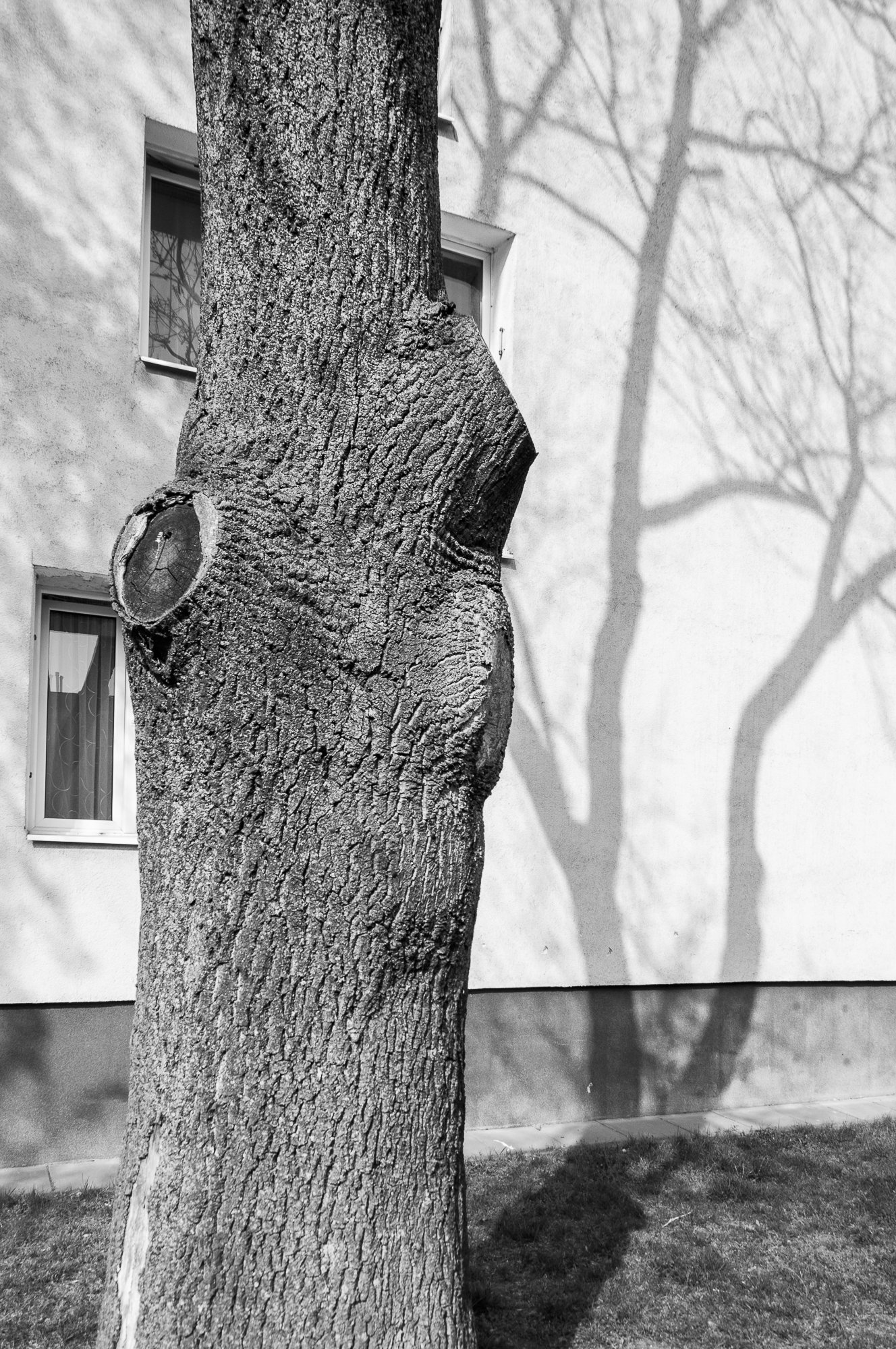 Adam Mazek Photography Warsaw (Warszawa) 2019. Post: "Stress." Minimalism. Tree and its shadow.